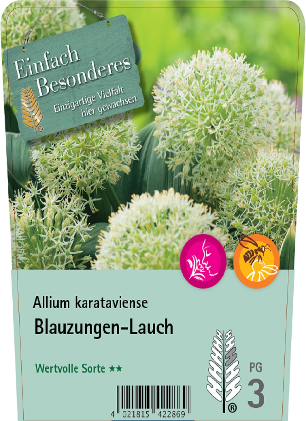 Blauzungen-Lauch - Allium karataviense, C2