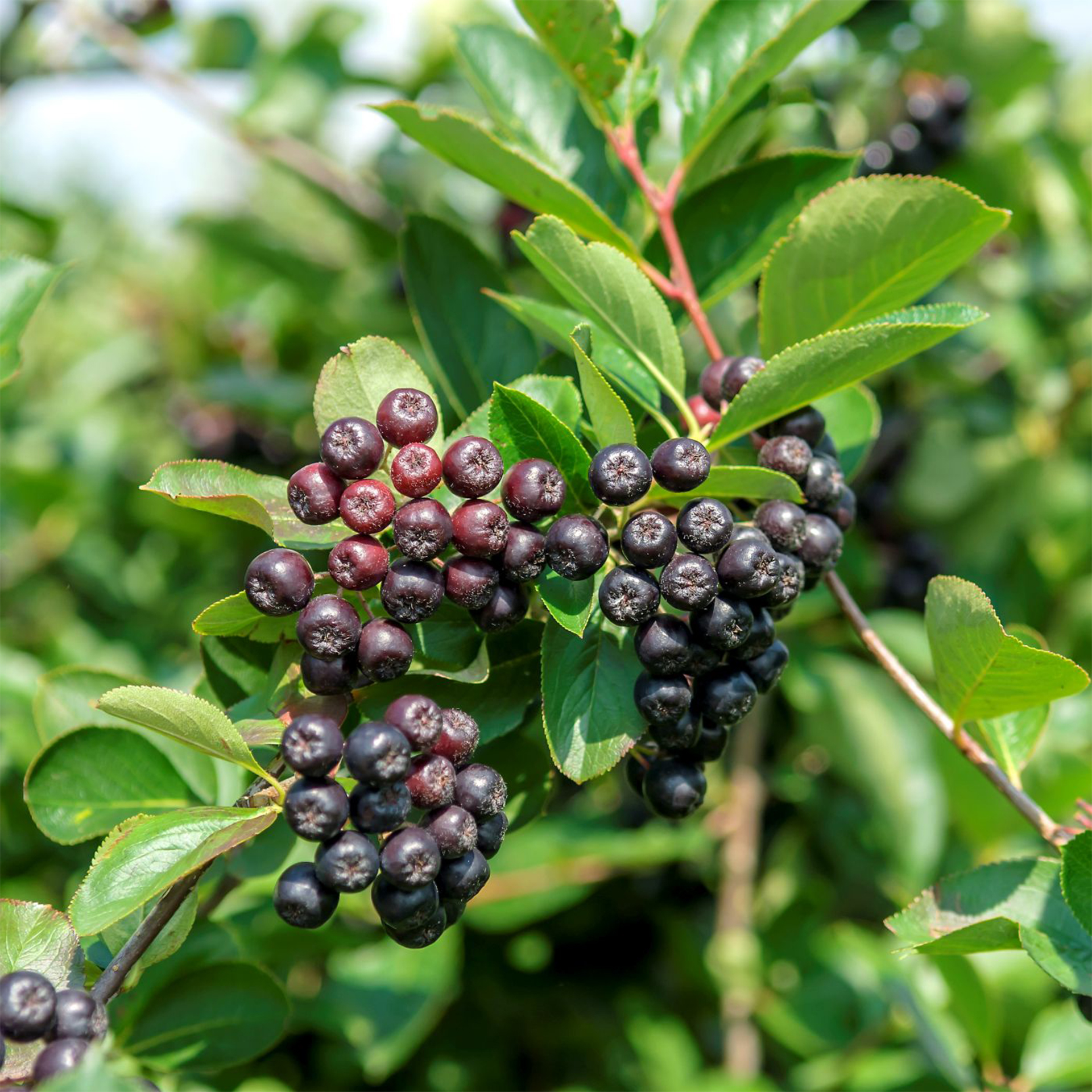 Schwarze Apfelbeere Aronia Zierstrauch