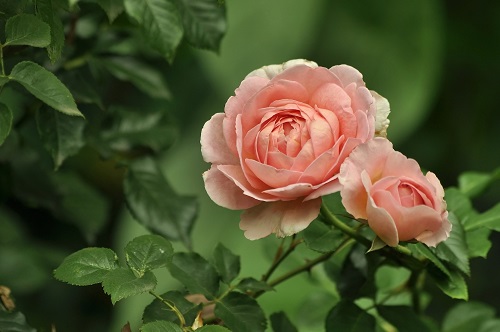 rosen-sommerblumen rosen gibt es als hochstamm oder kletterrosen