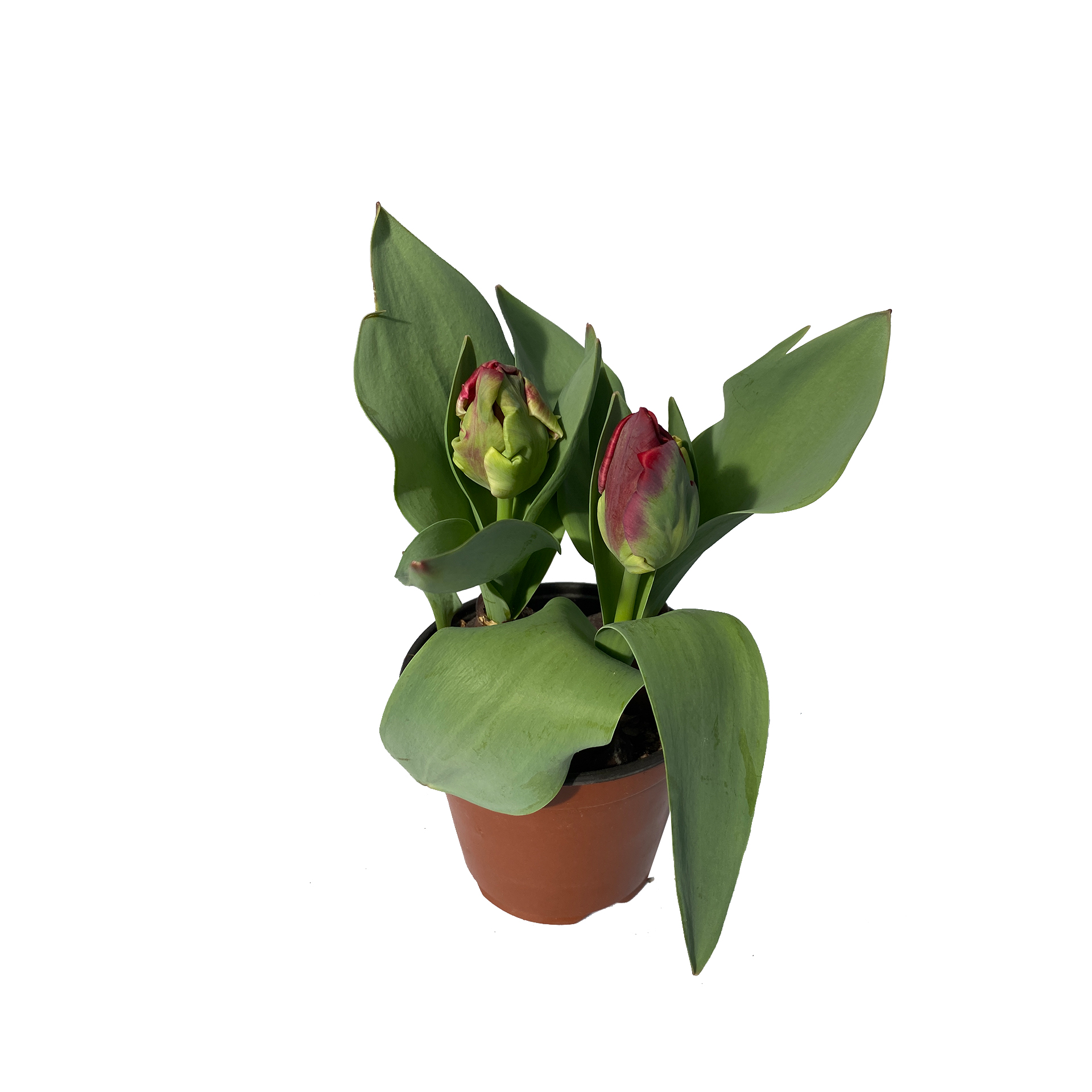 Pfingstrosen-Tulpe - Tulipa - Hybriden, pink, 11cm Topf