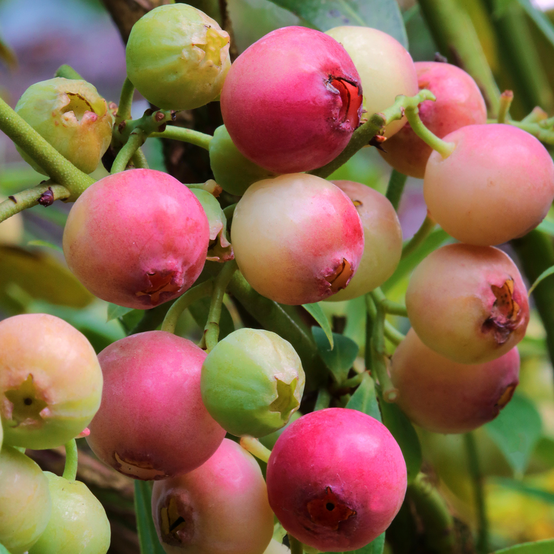 Heidelbeere Pink Bluberry ertragreich süß säuerlich