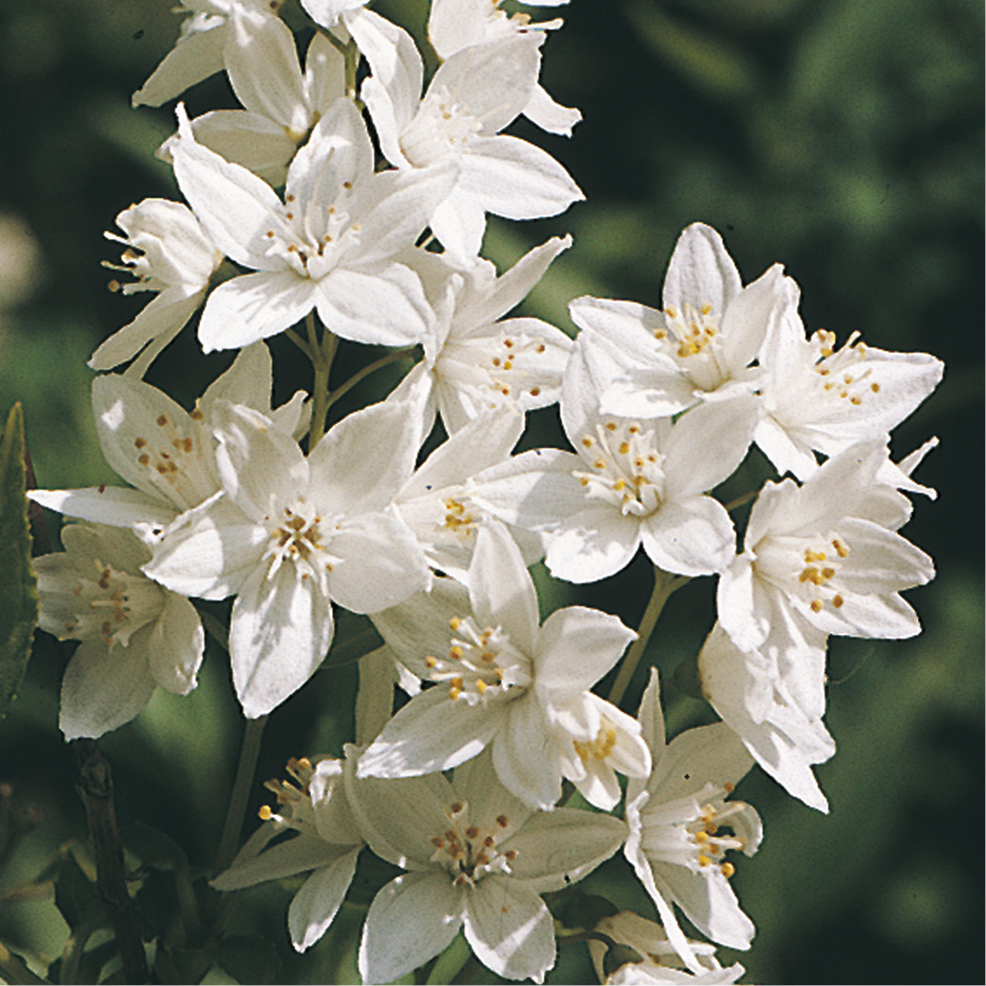 weiße Blütenpracht des Maiblumenstrauchs