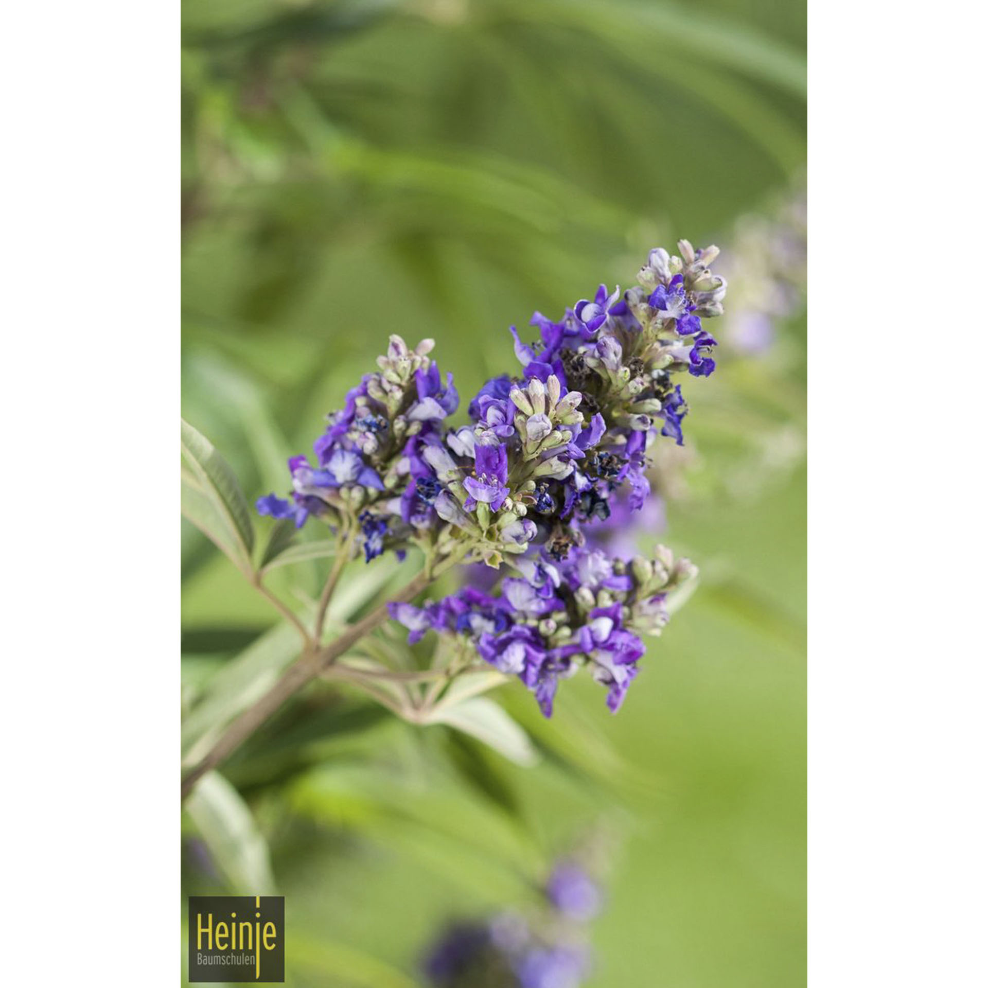 Rispen mit blau-violetten Blüten des Mönchspfeffers