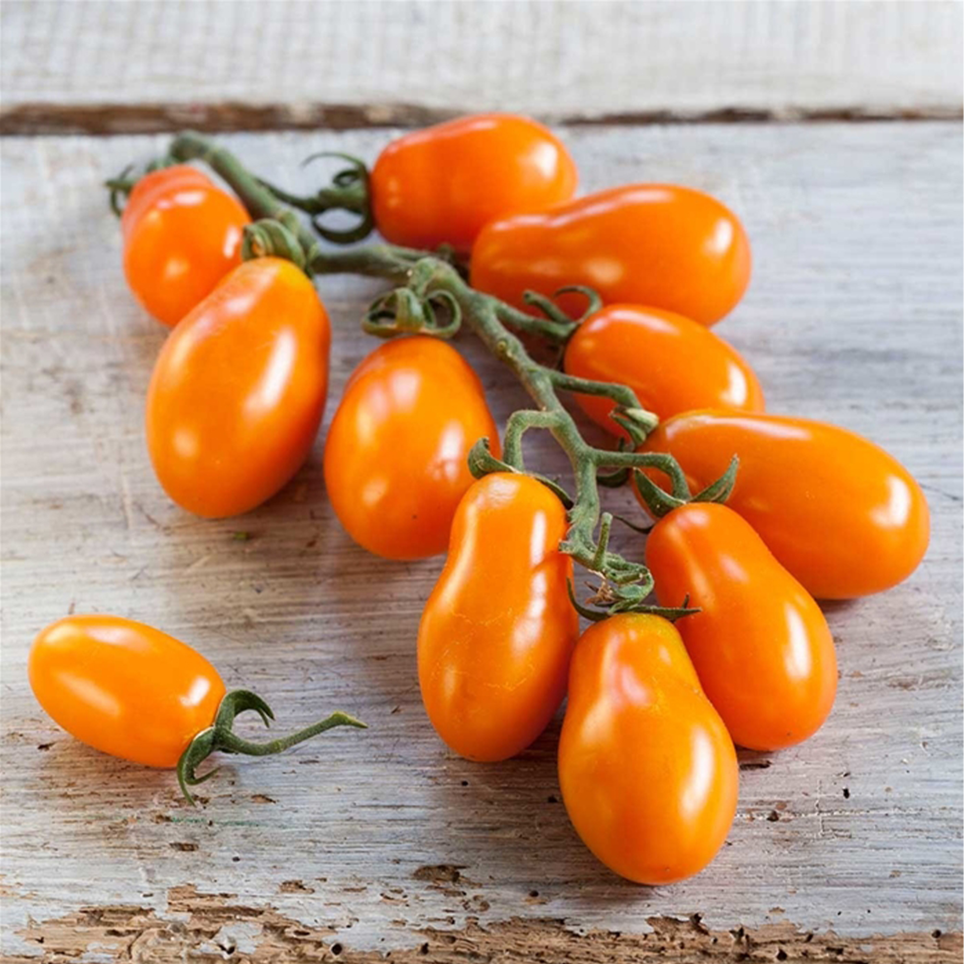 Pflaumen-Cherrytomate 'Mirado® Orange', Tomatenpflanze 12cm Topf