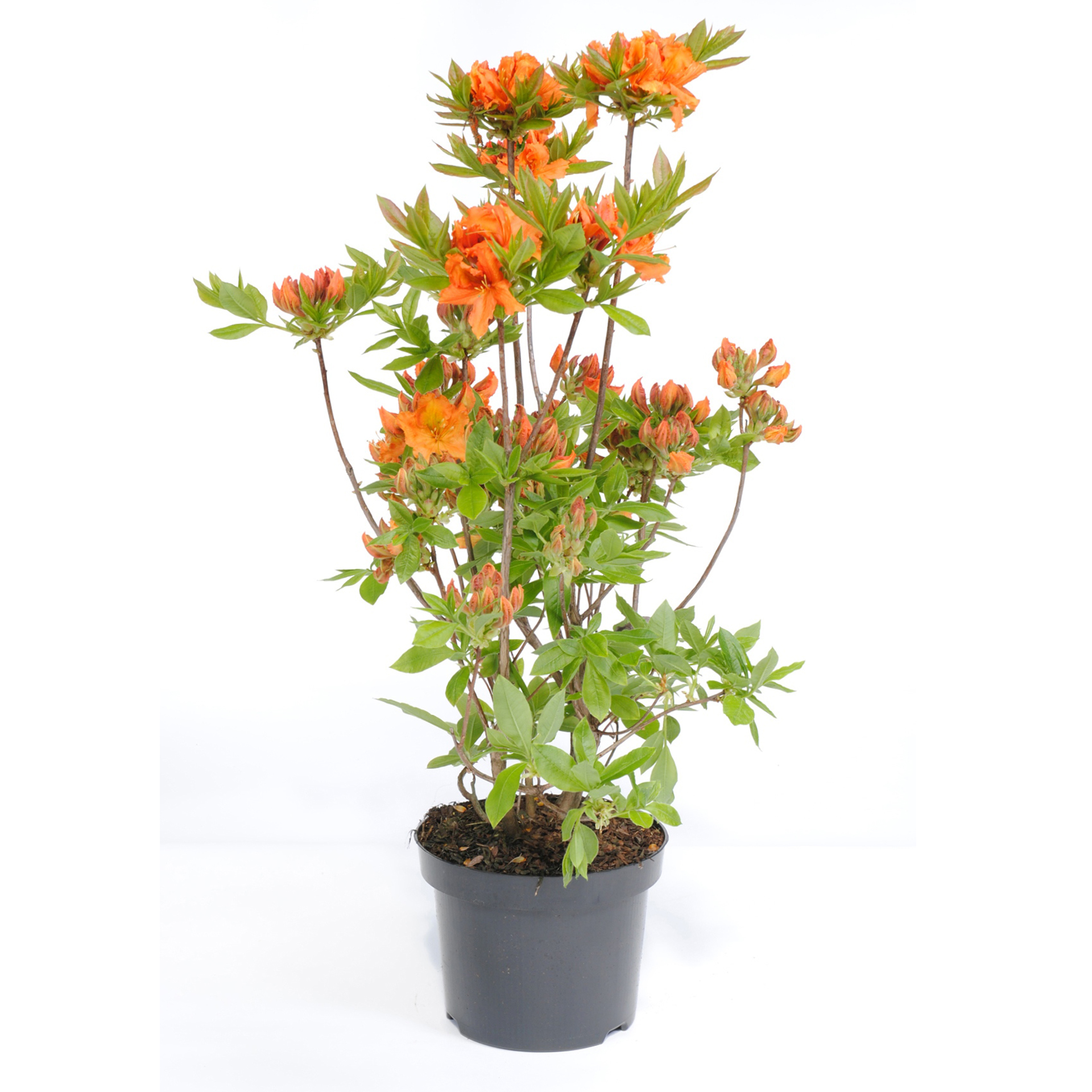 Schmuck-Azalee Gibraltar Strauch leuchtende Orange Blüten 
