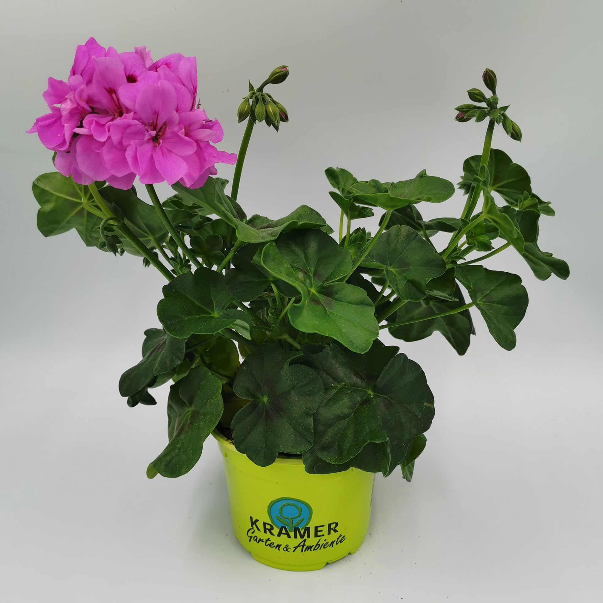 Geranie hängend 'Sunflair Amethyst' - Pelargonium peltatum, 12cm Topf