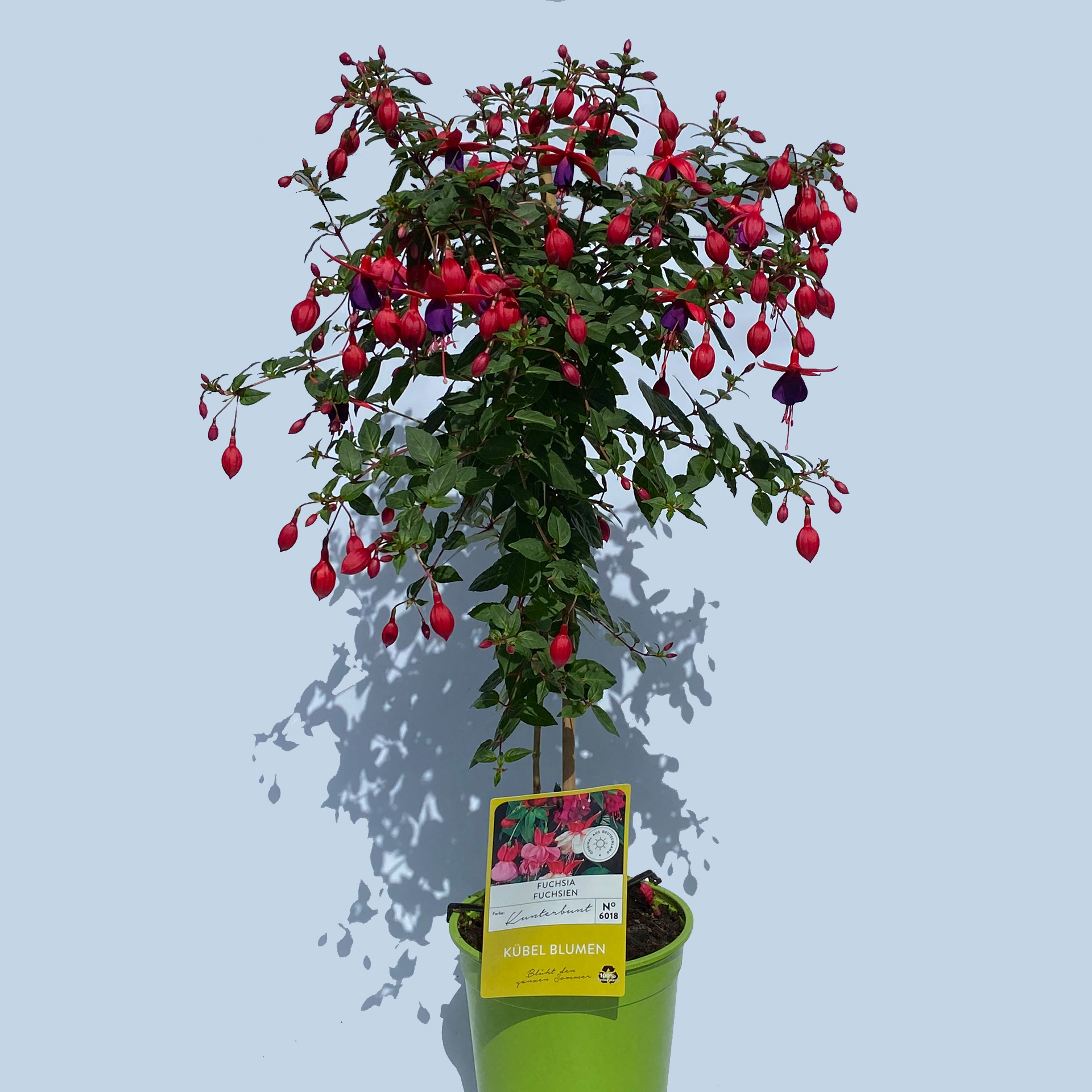 Fuchsien Stamm - Fuchsia-Hybride Mix, 19cm Topf
