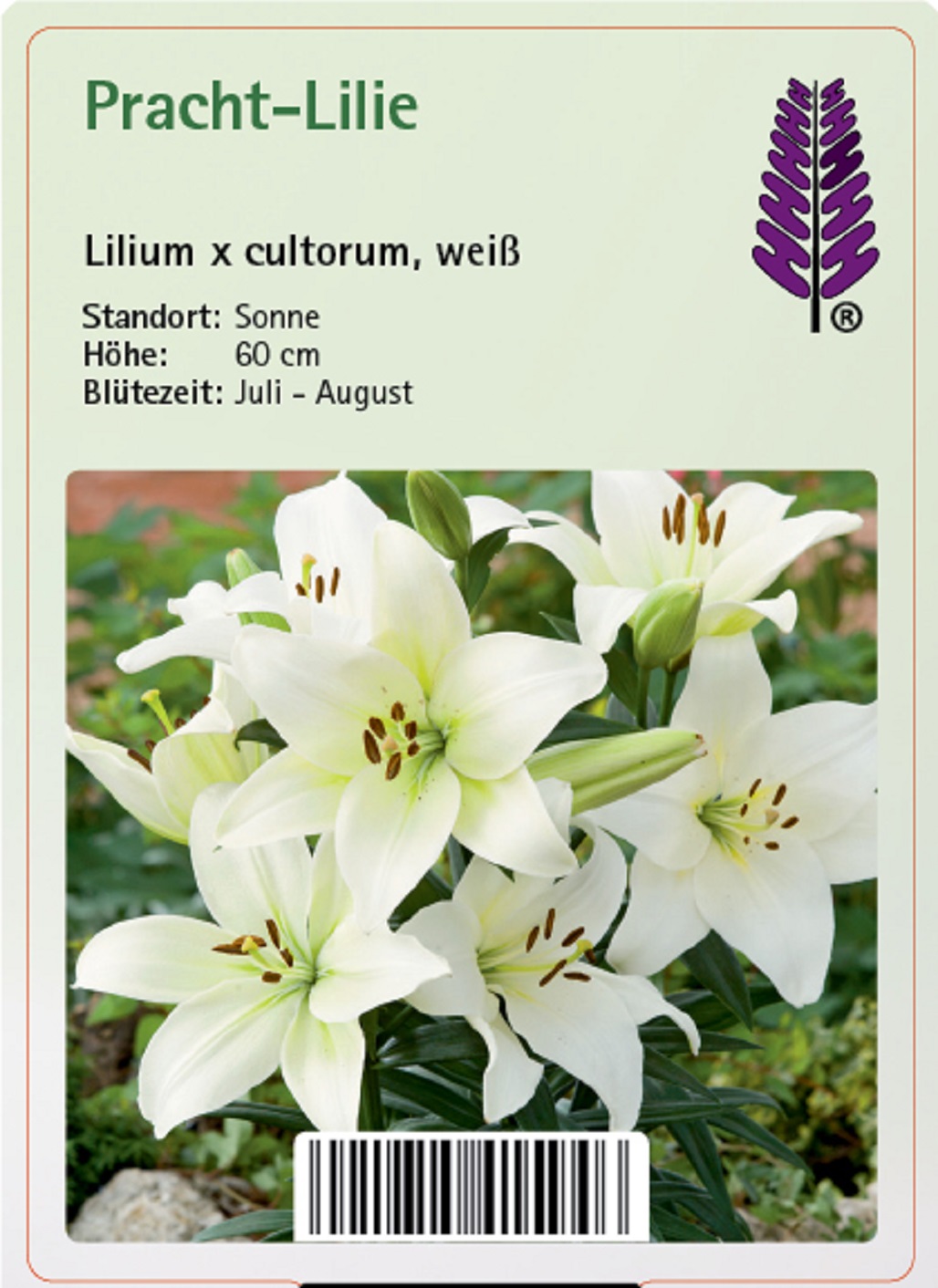 Pracht-Lilie - Lilium x cultorum 'weiß', 11cm Topf