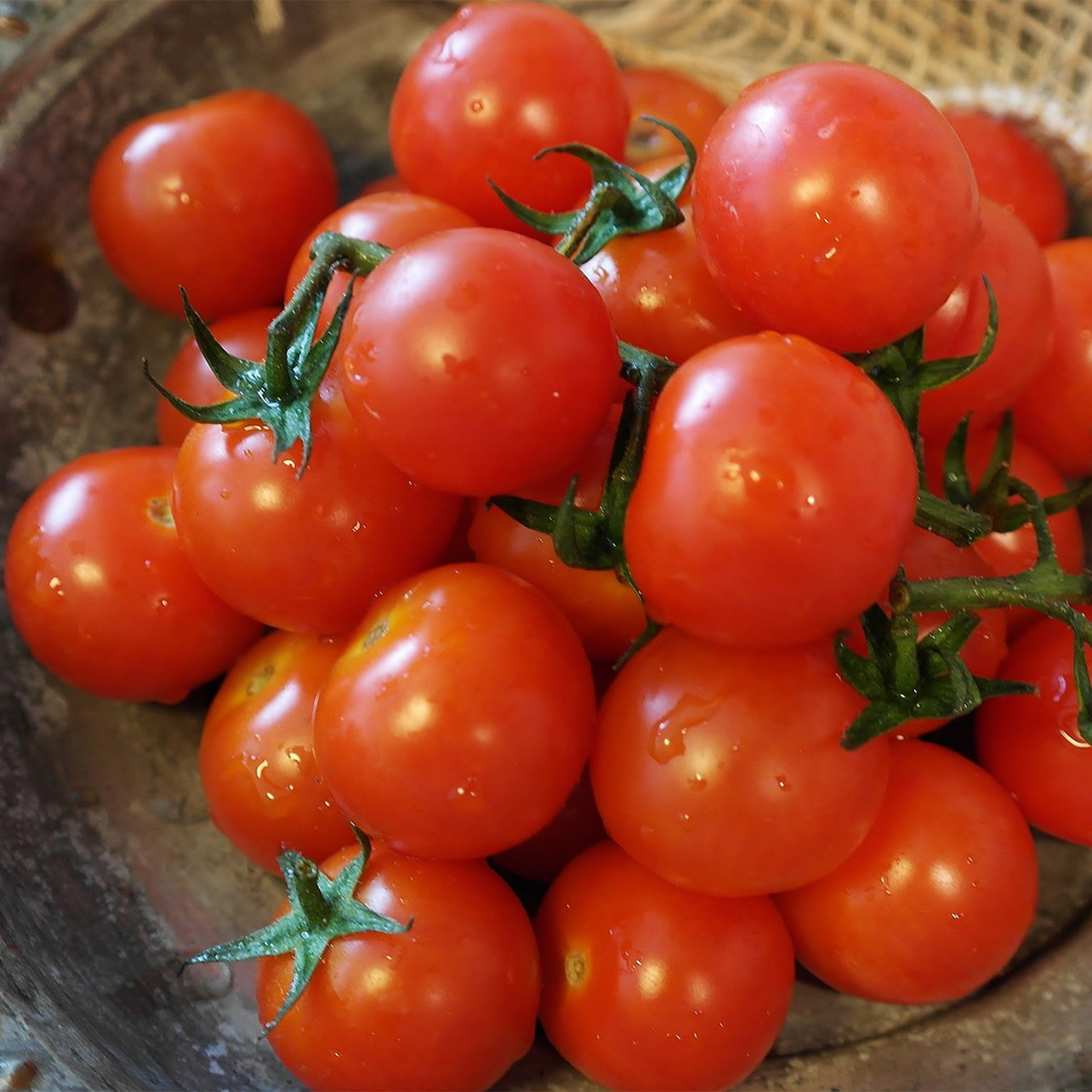 Cocktailtomate rot - Tomatenpflanze