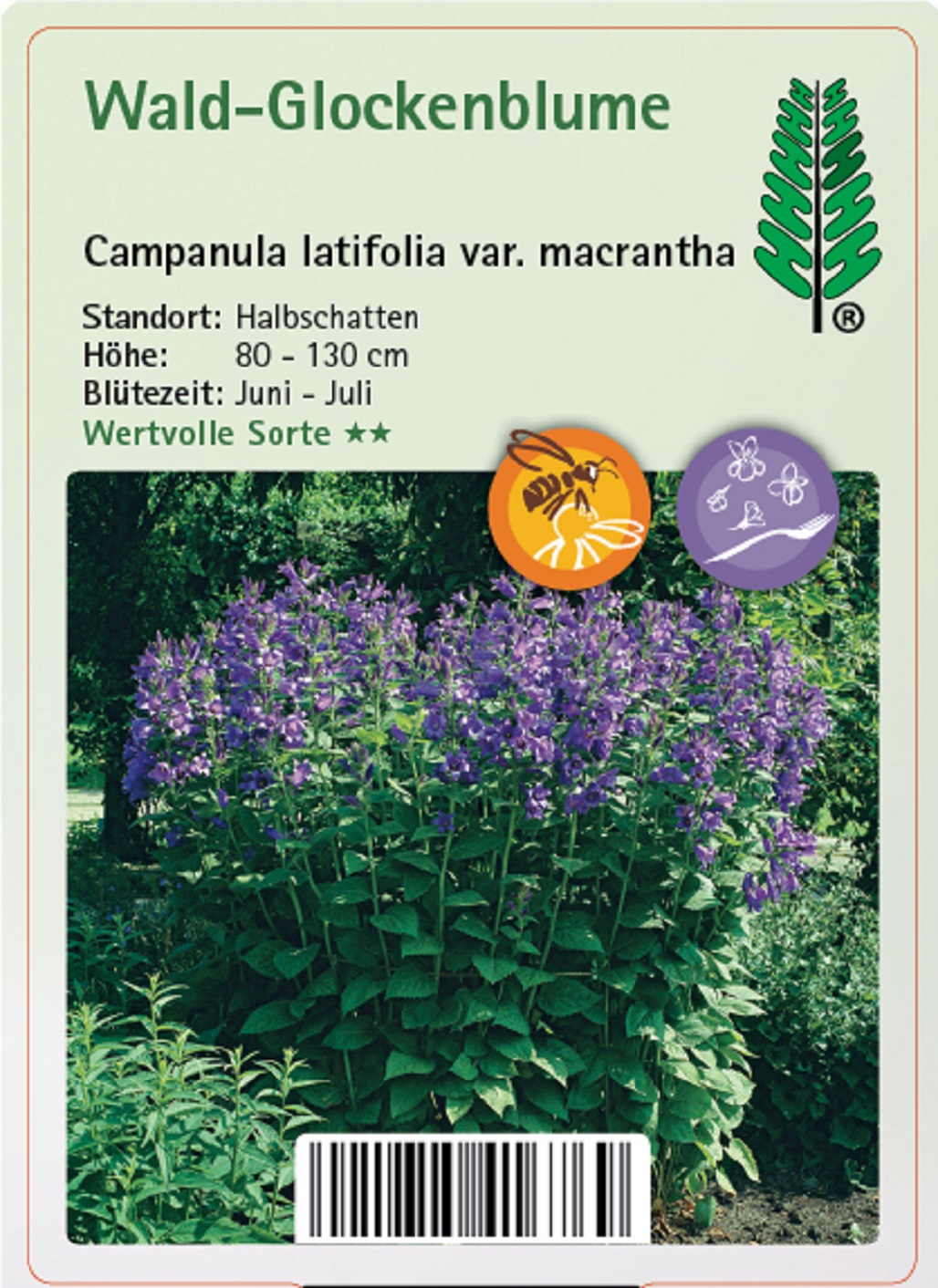 Wald-Glockenblume - Campanula latifolia var. macrantha, 11cm Topf