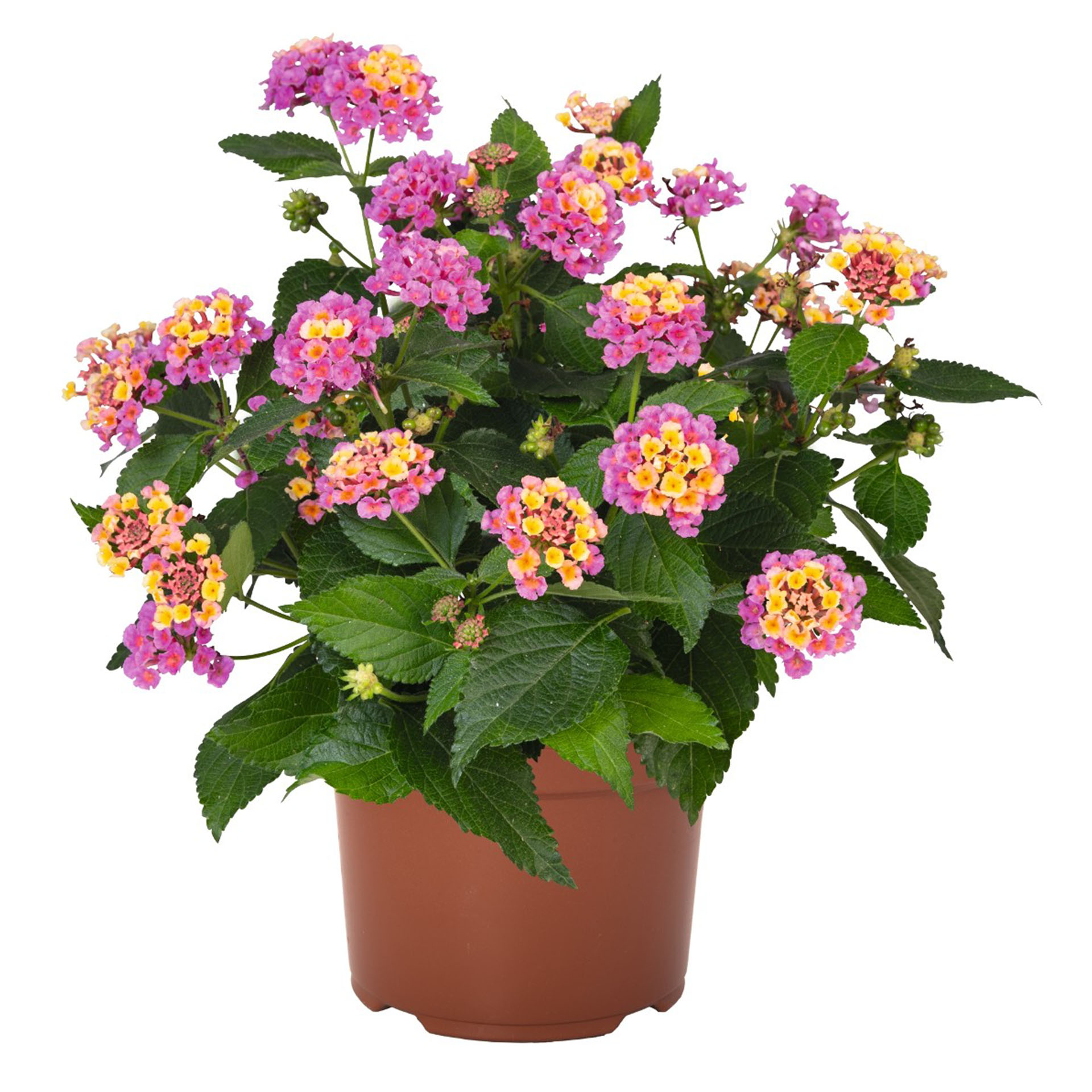 Pflanze, Pflanze im Topf, Dahlie, Blume, Blumen-Arrangement
