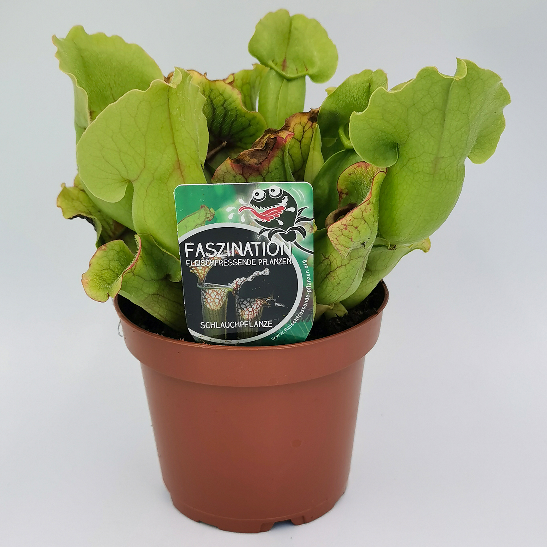 Schlauchpflanze - Sarracenia, 12cm Topf