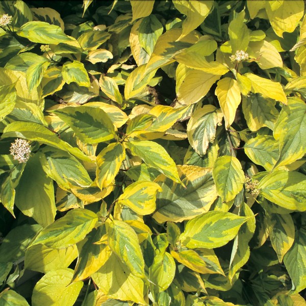 Hartriegel-Cornus alba Spaethii