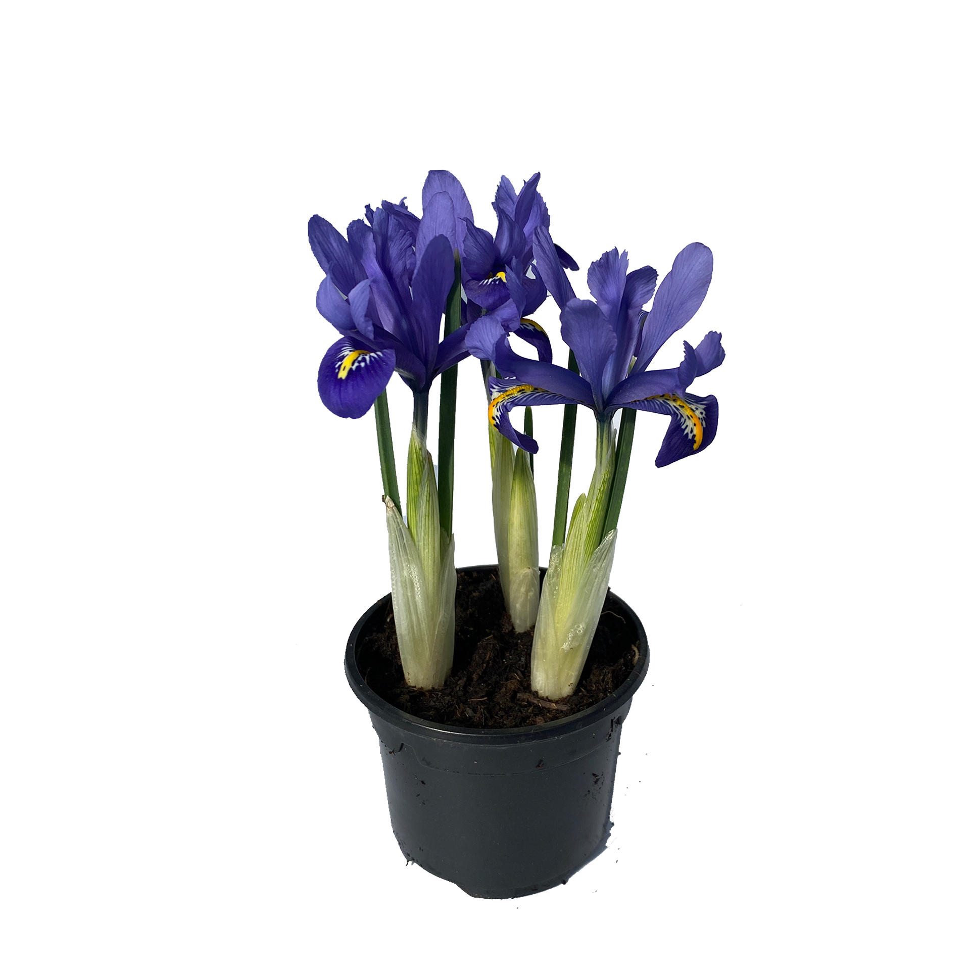 Iris Reticulata Harmony - , blau, 9cm Topf