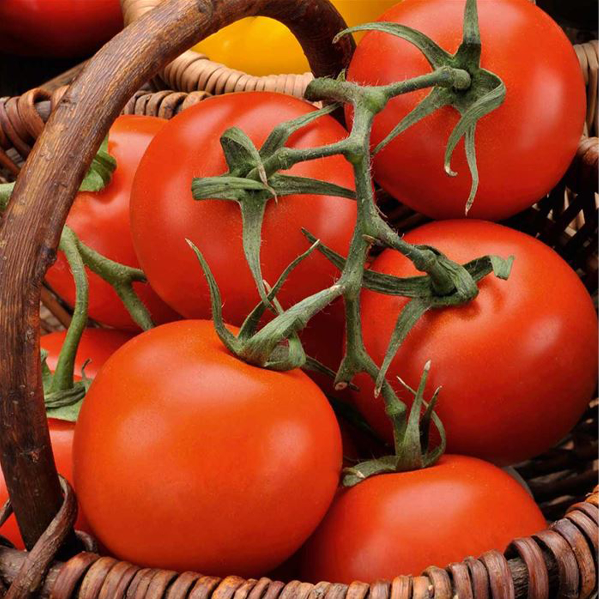 Tomate  'Moneymaker', Tomatenpflanze 10,5cm Topf