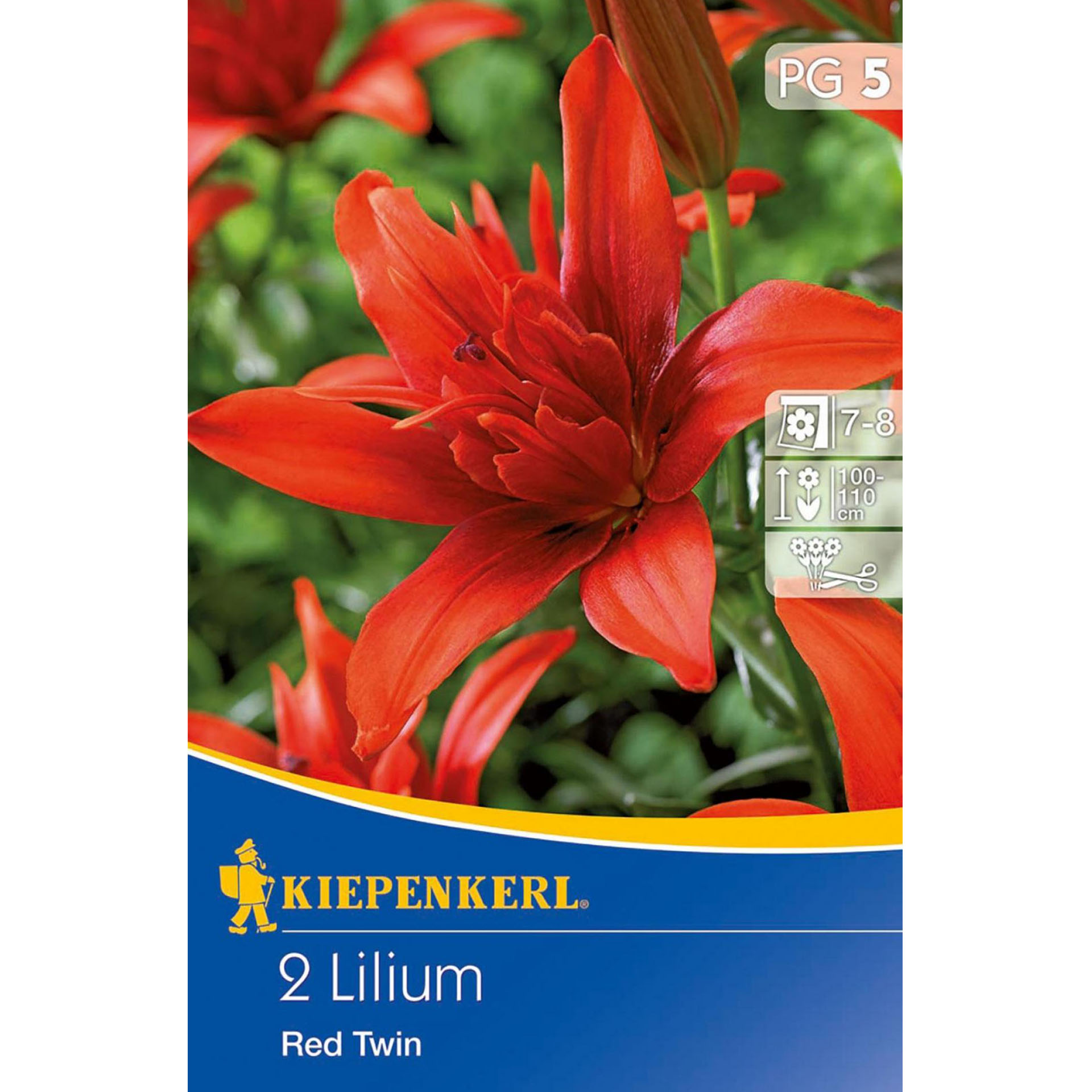 Blumenzwiebeln Gefüllte Lilie pollenfrei 