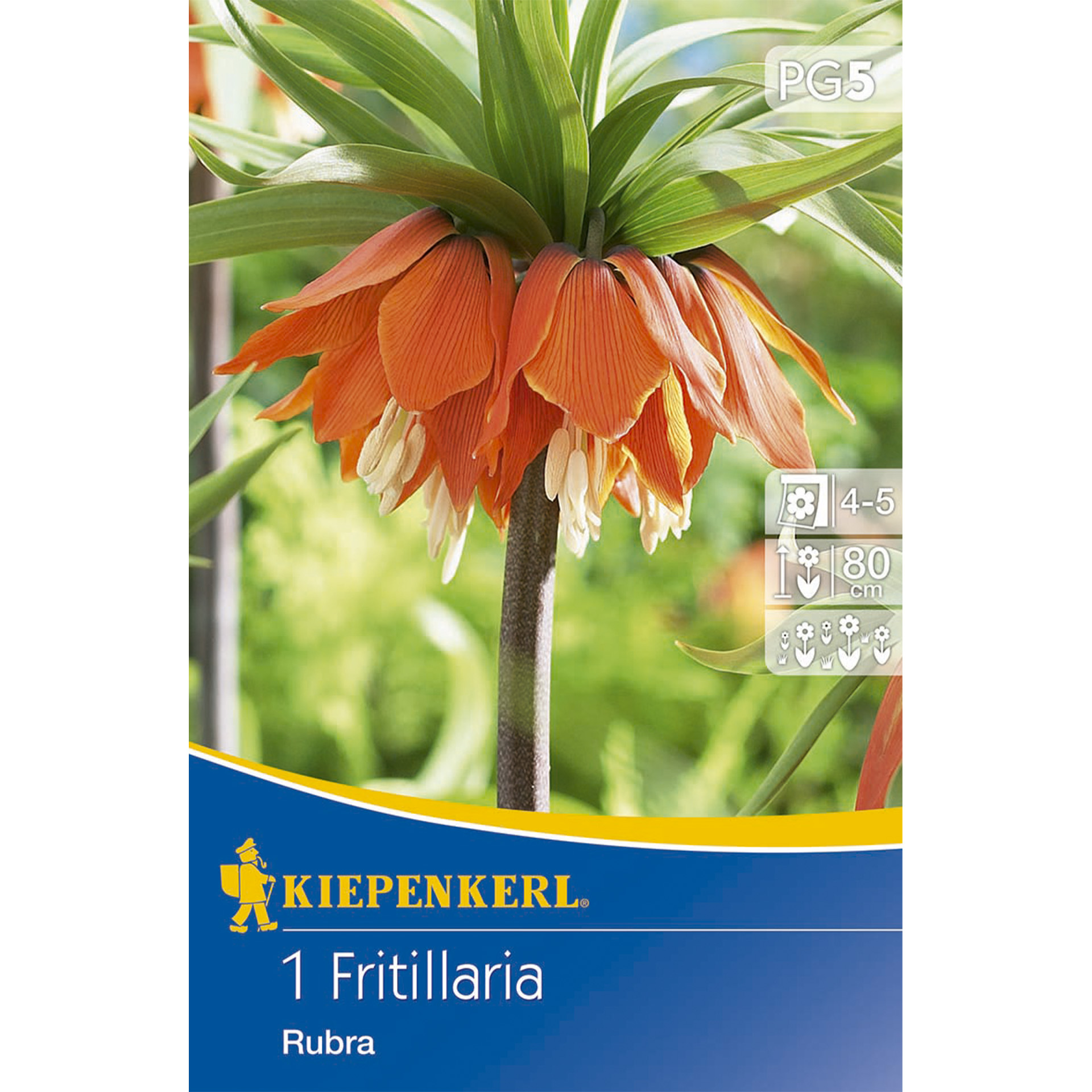 Herbstblumenzwiebel Kaiserkrone Rubra, auch Fritillaria genannt als Frühjahrsblüher