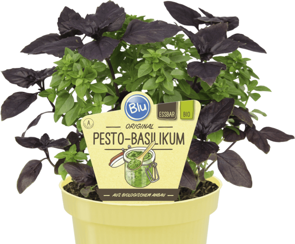 BIO Pesto-Basilikum - Ocimum Basilicum