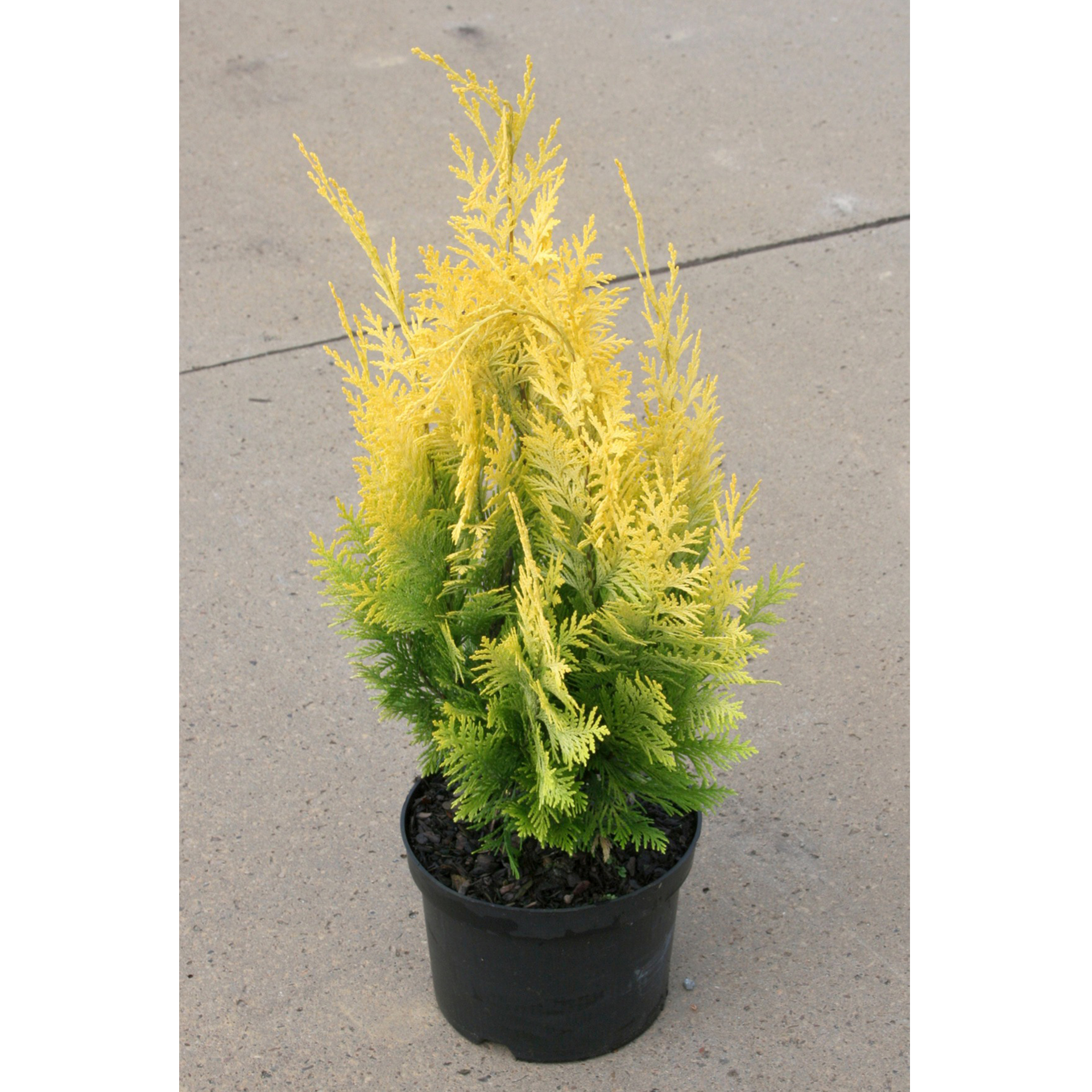Gelbe Scheinzypresse Konifere Heckenpflanze blickdicht