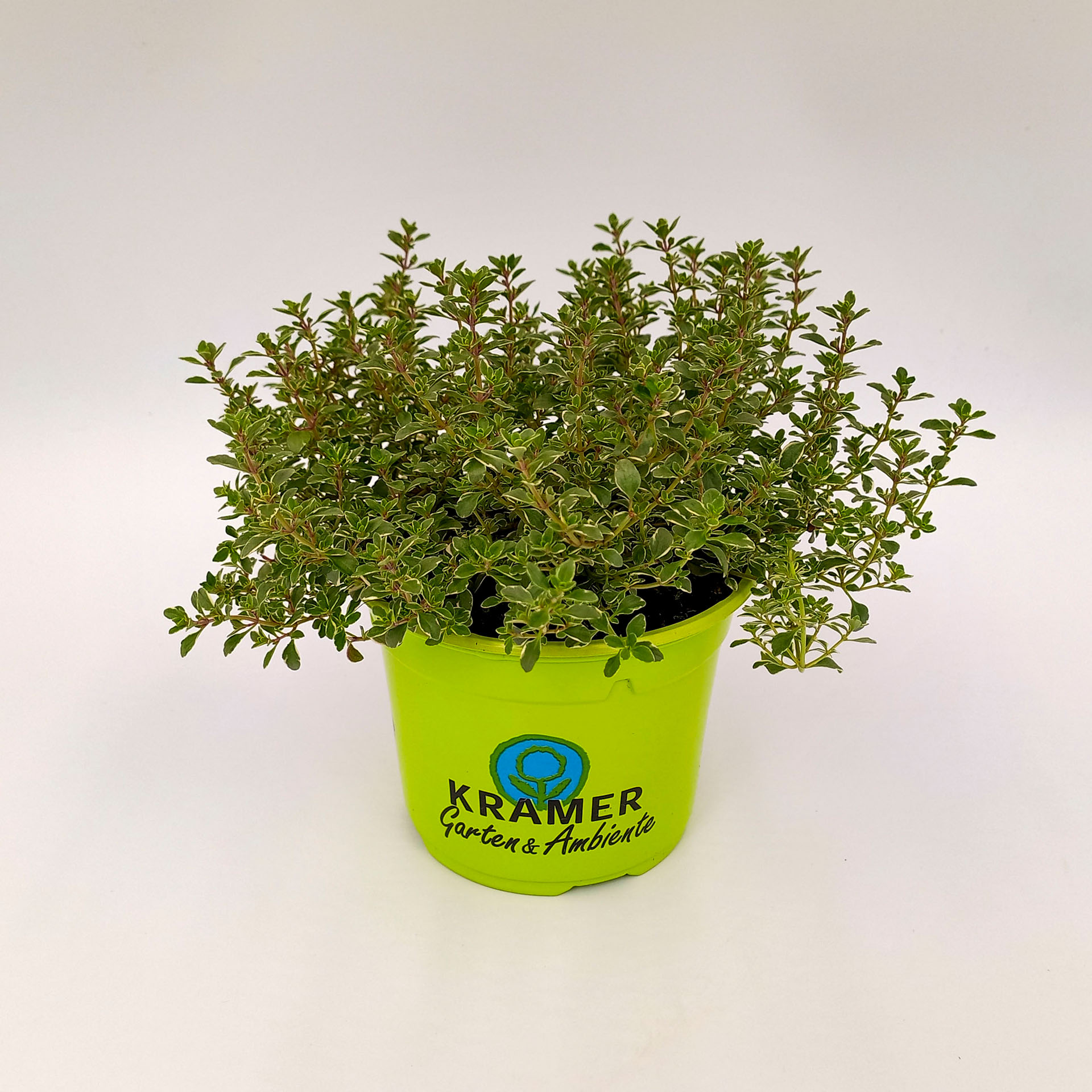 Silberner Zitronen-Thymian - Thymus citrodorus &amp;#39;Silver Queen&amp;#39;