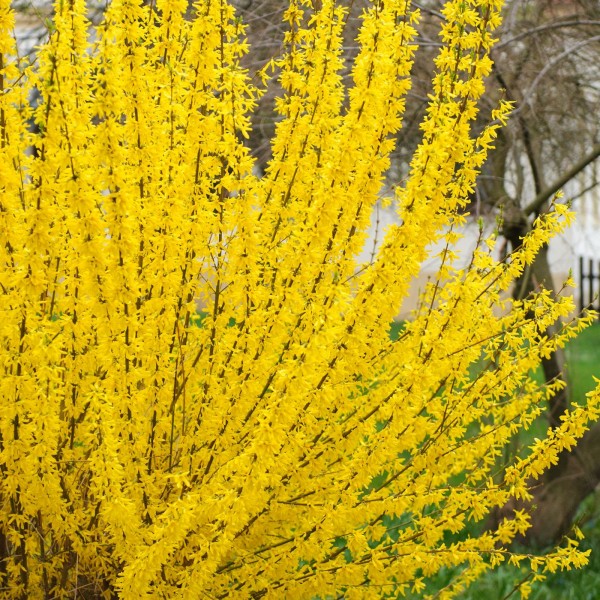 Heckenpflanze Goldglöckchen Forsythie gelbe Blüten im Frühling