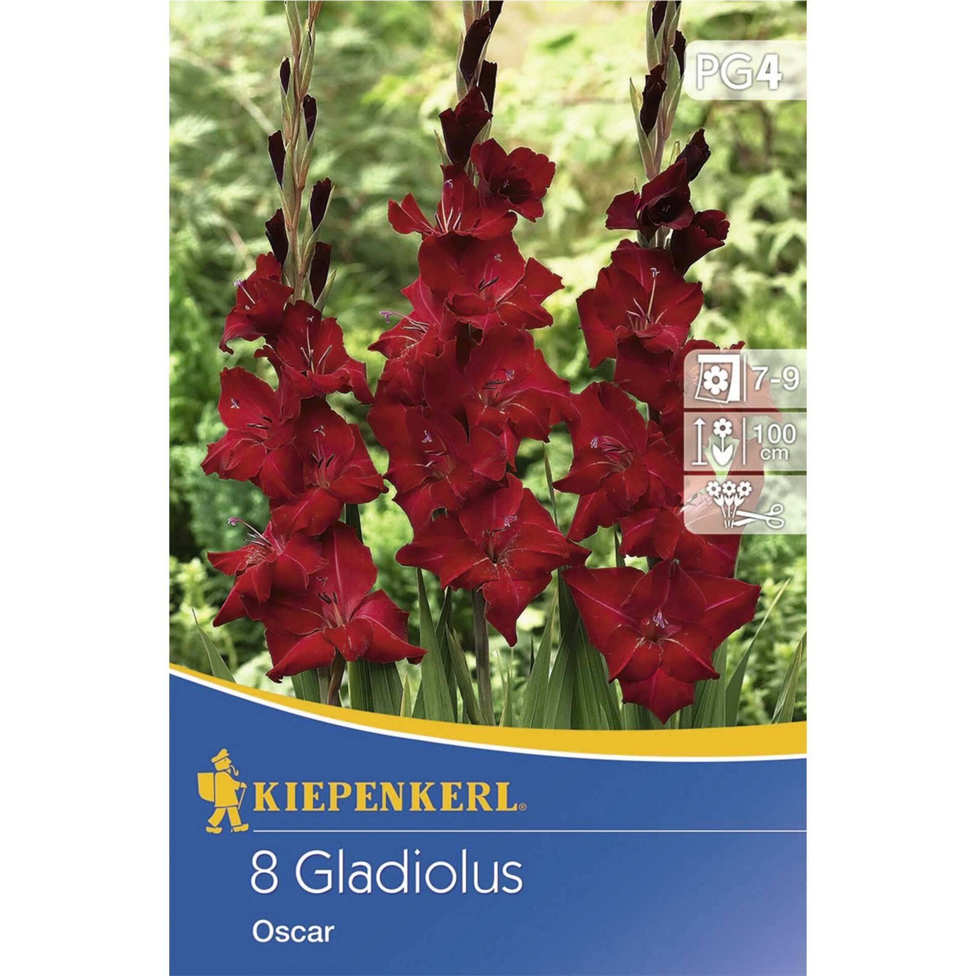 Abbildung von Gladiole Oscar auf Verpackung