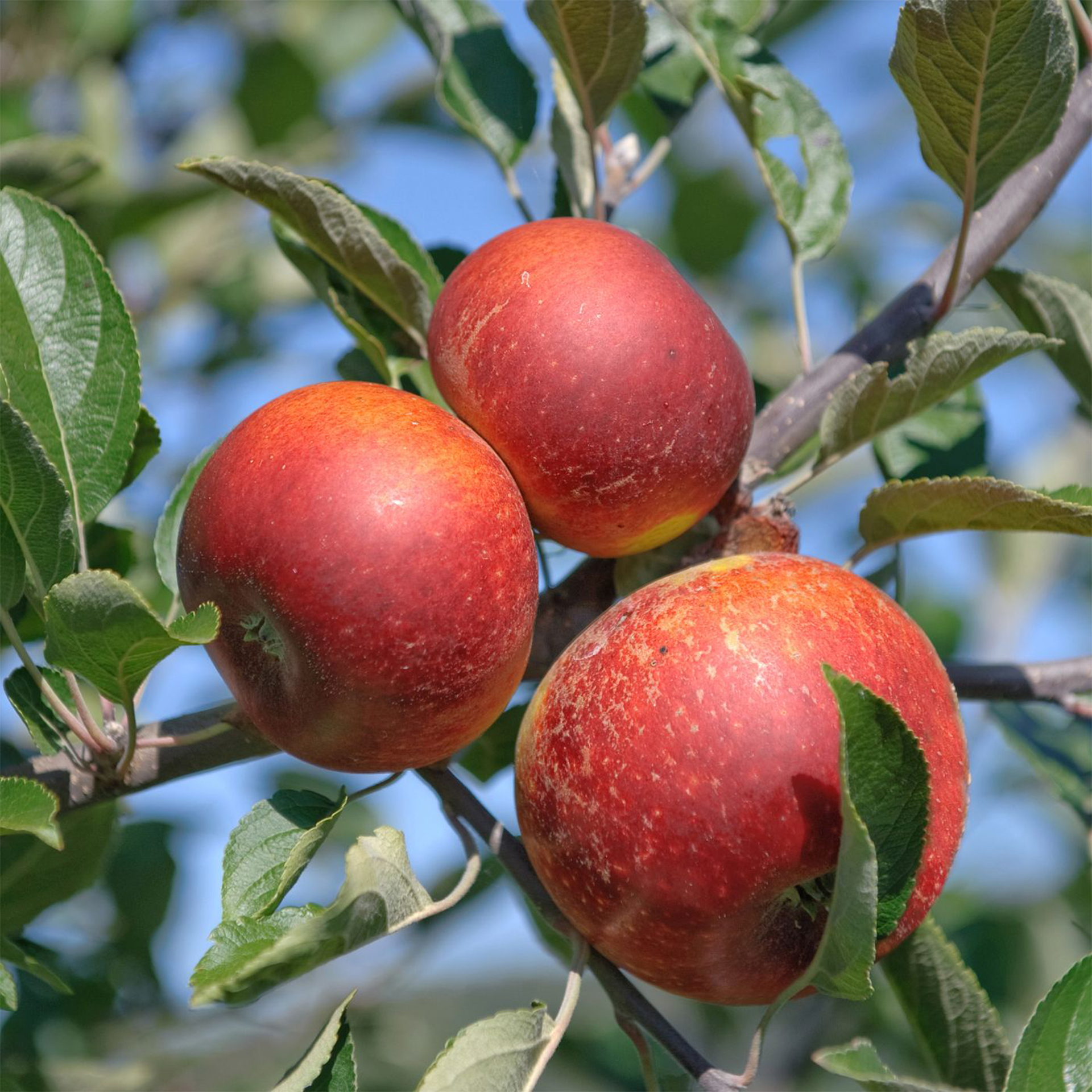 Apfel Jonagold Apfelbaum Apfel süß säuerlich 