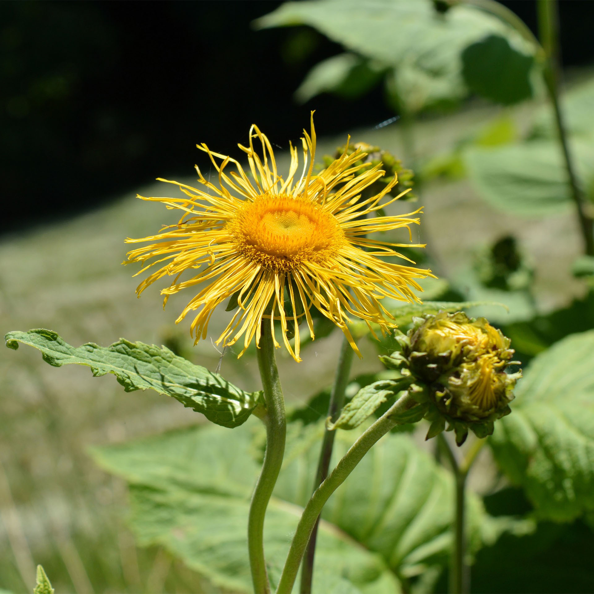 Pflanze, Blütenstaub, Gänseblümchen, Blume