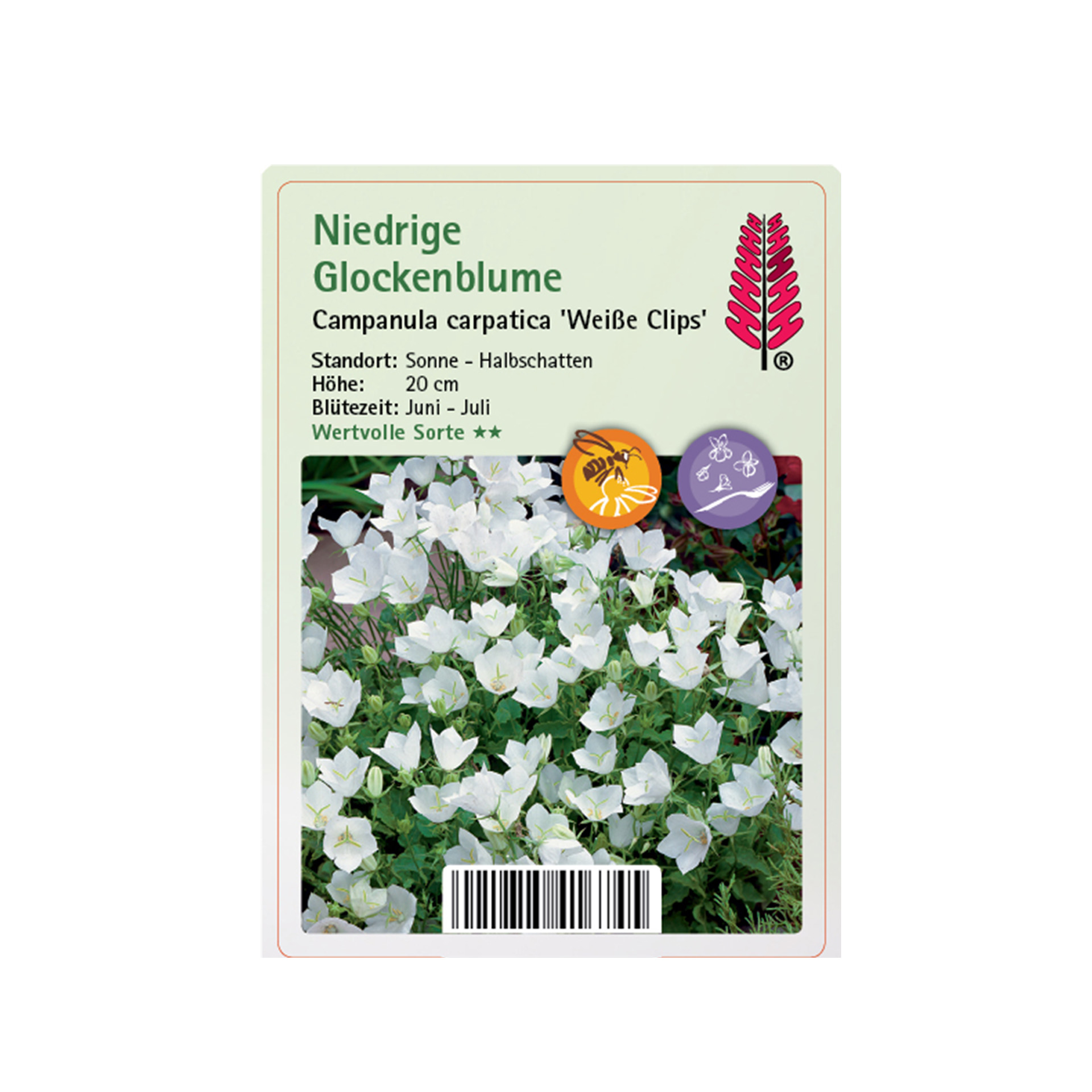 Niedrige Glockenblume - Campanula carpatica 'Weiße Clips', 9cm Topf