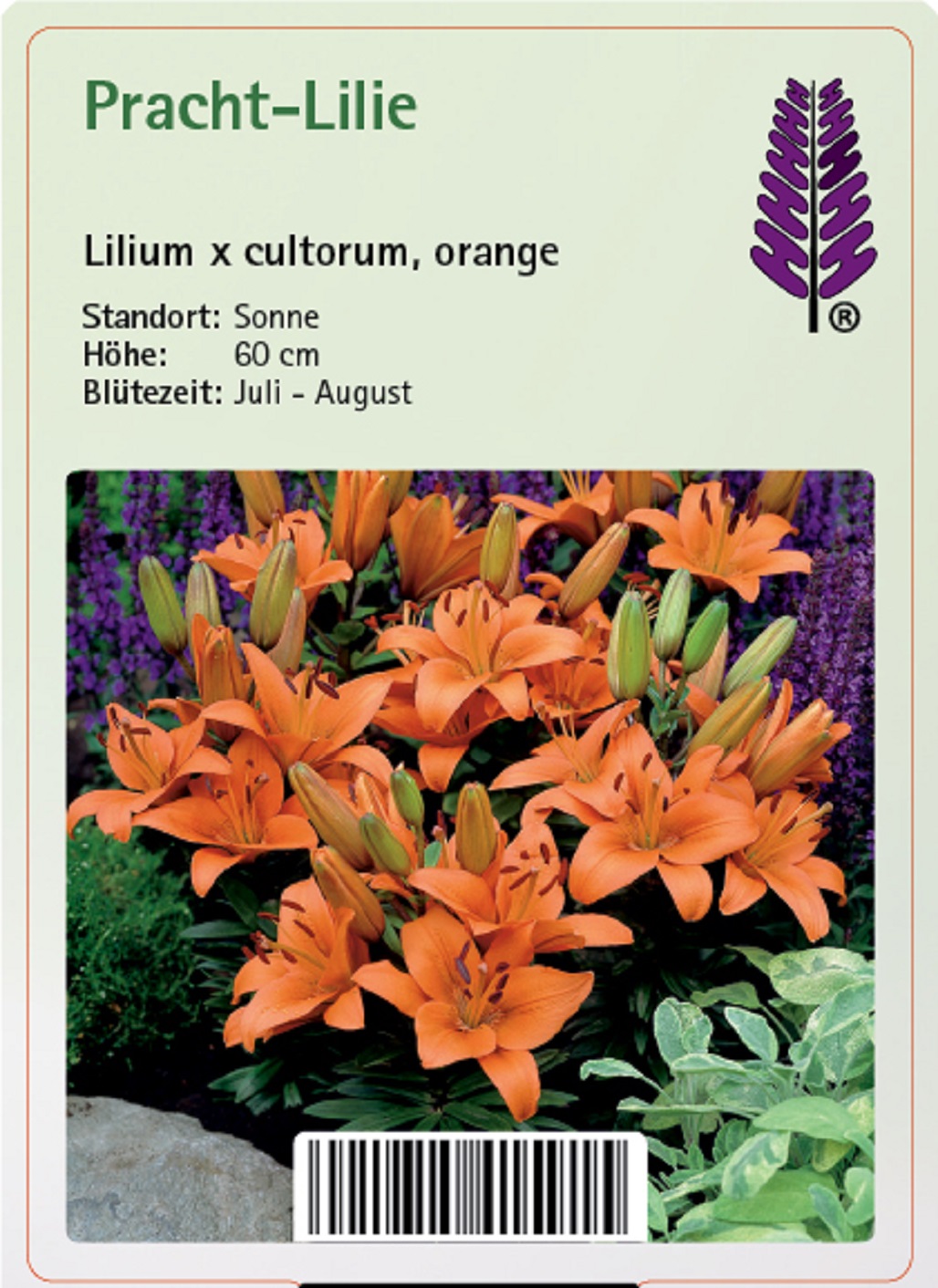 Pracht-Lilie - Lilium x cultorum 'orange', 11cm Topf