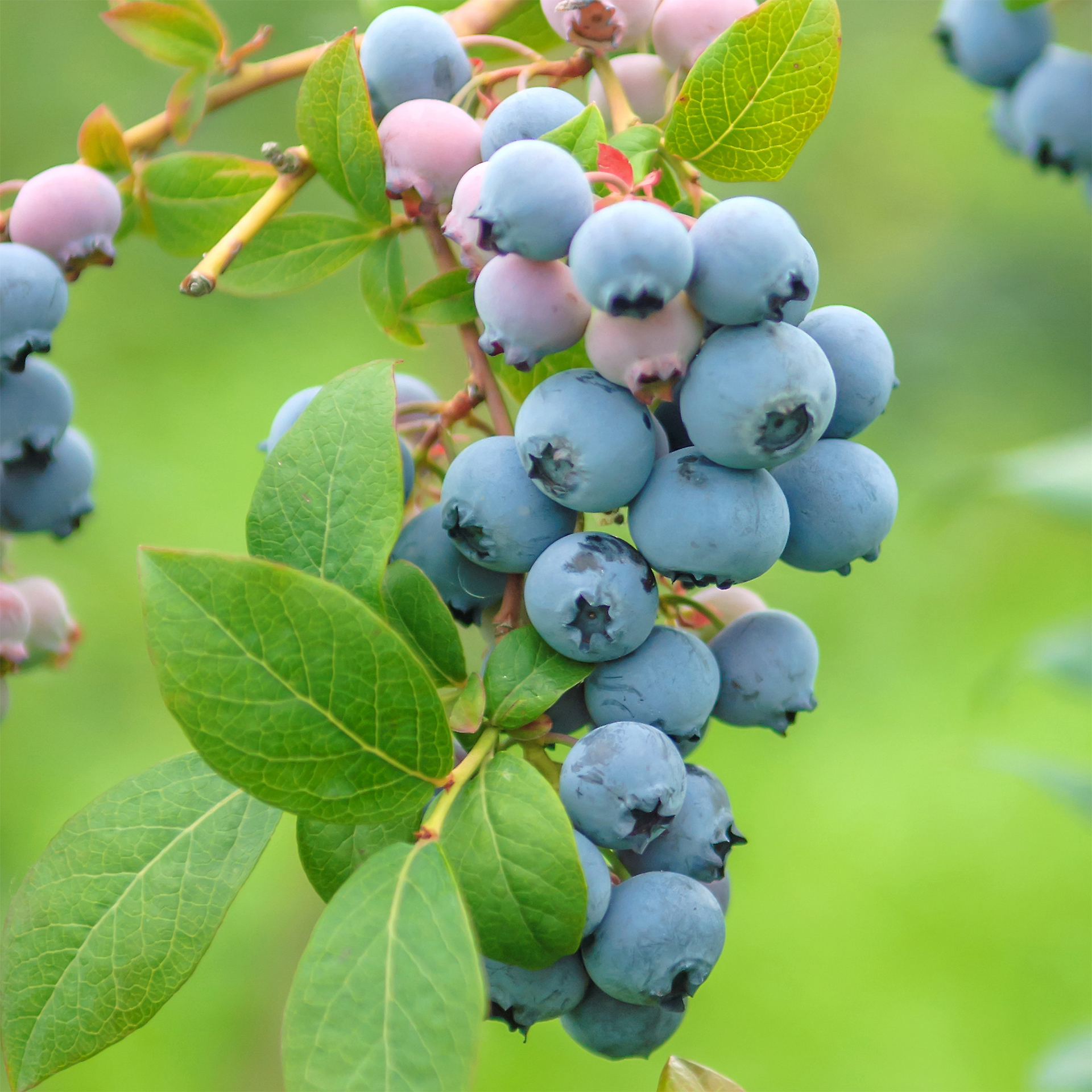 reife Früchte der Heidelbeere Bluecrop an Trieb hängend