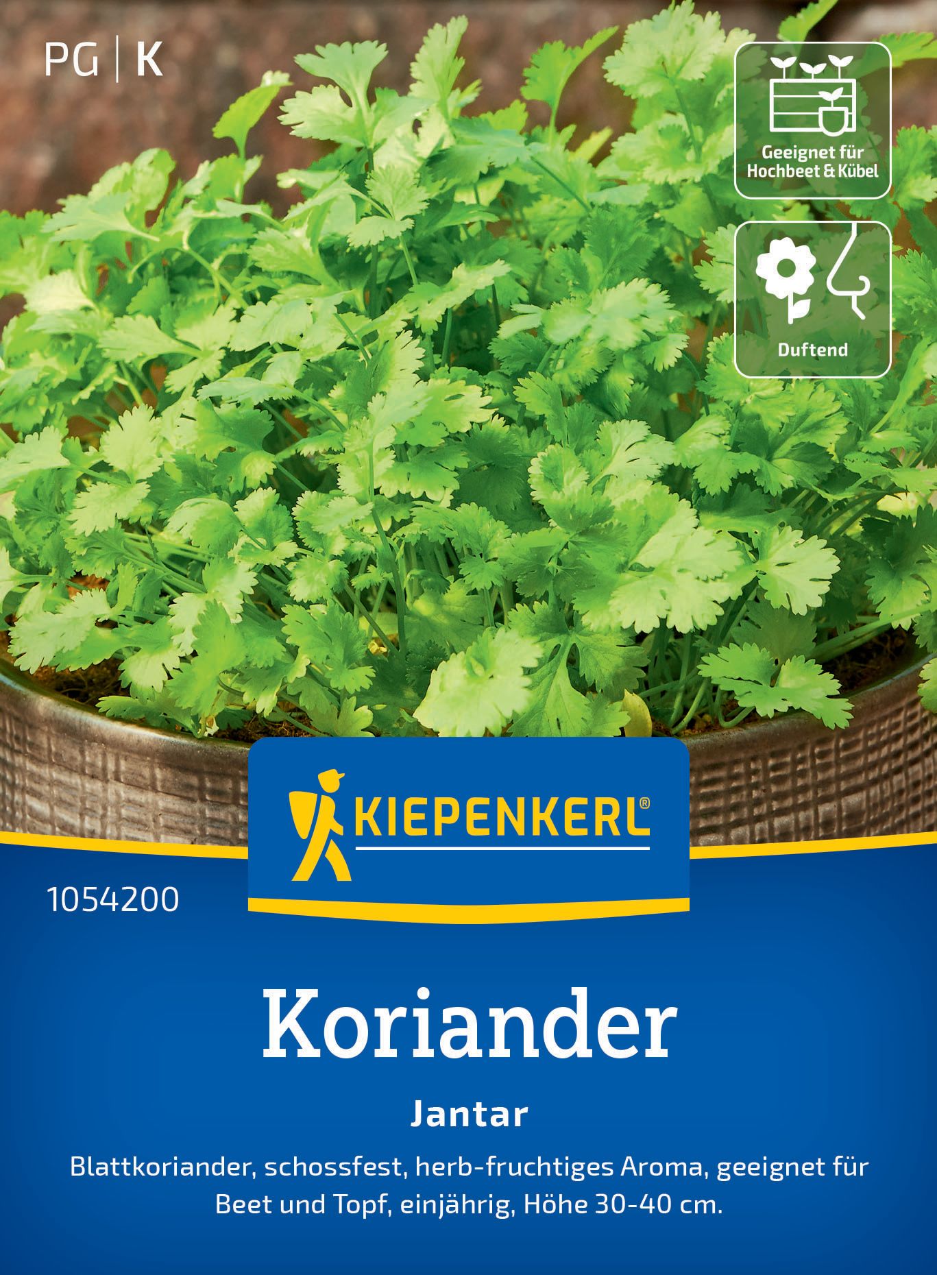 Pflanze, Koriander, Essen, Kräuter