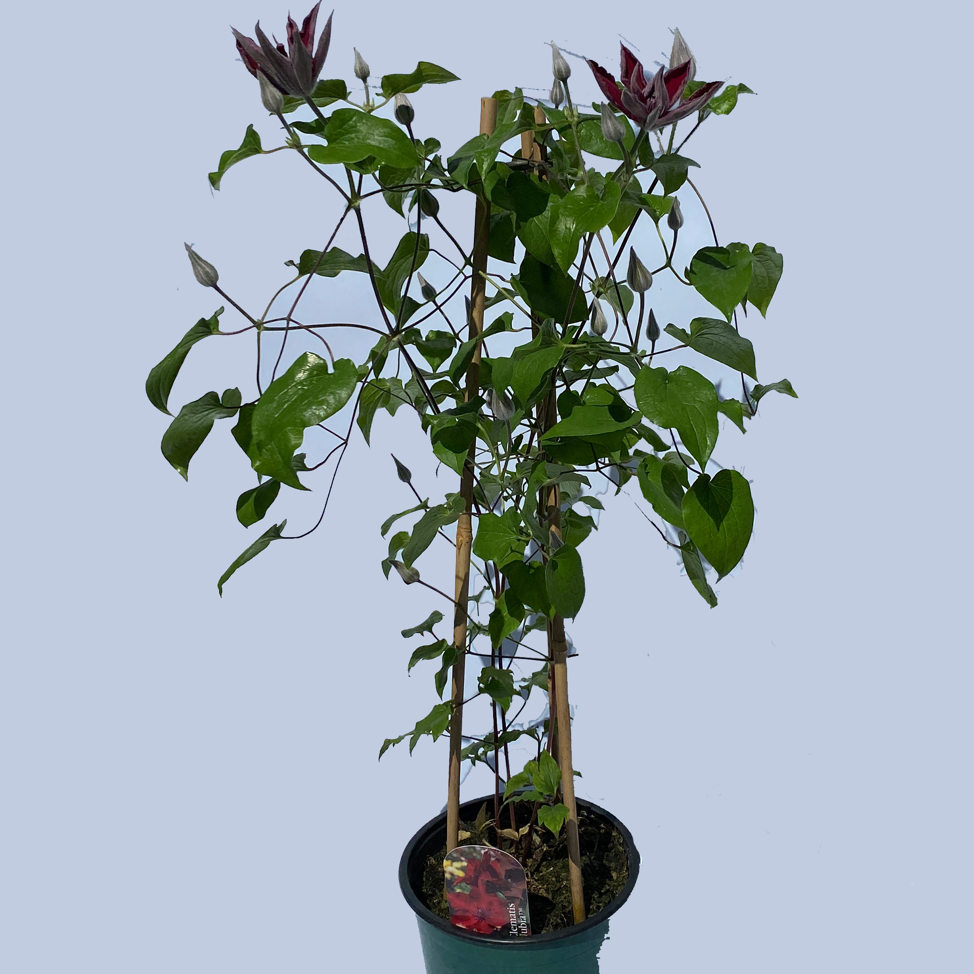 Clematis Nubia