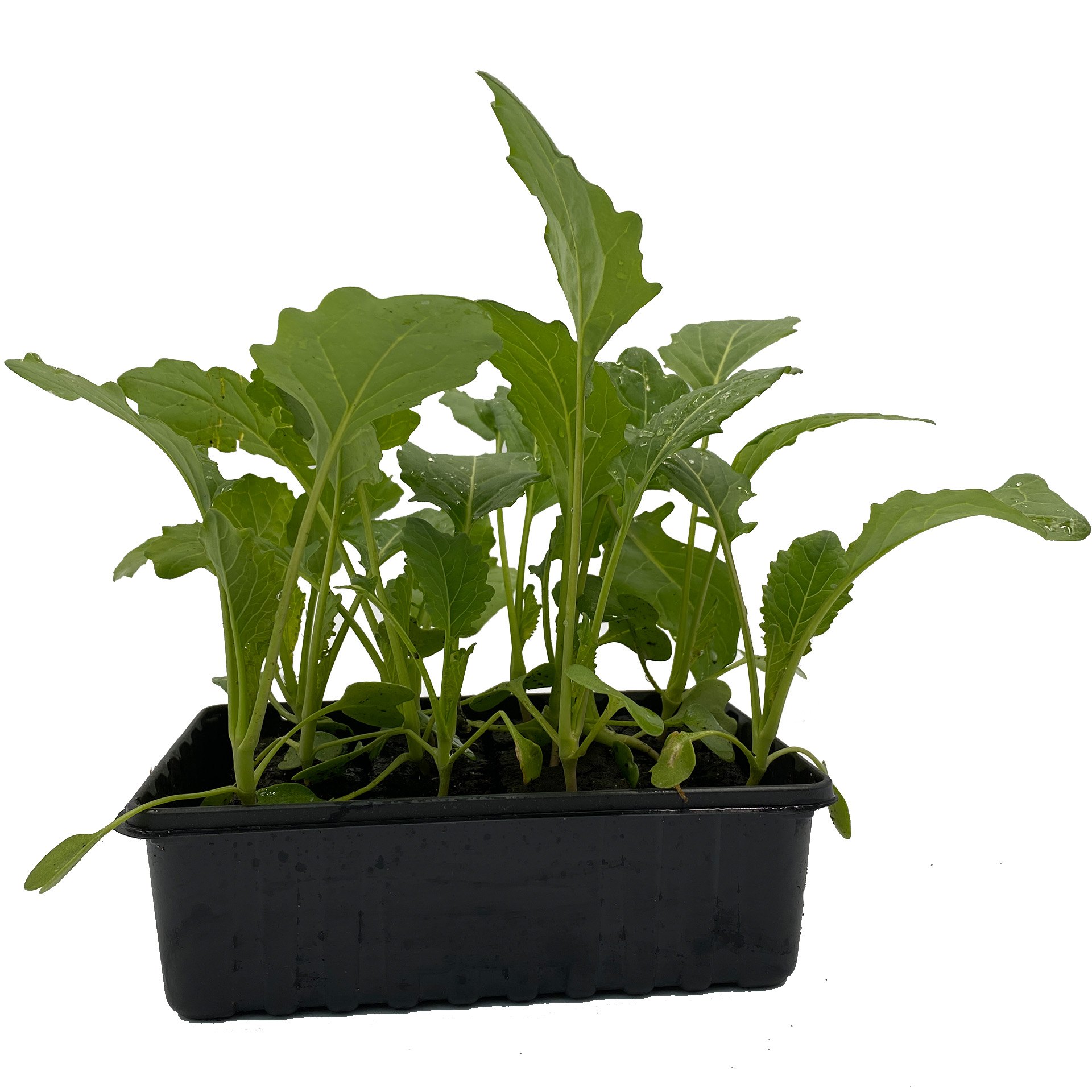 Kohlrabi Superschmelz - Gemüsepflanzen Schale 12er