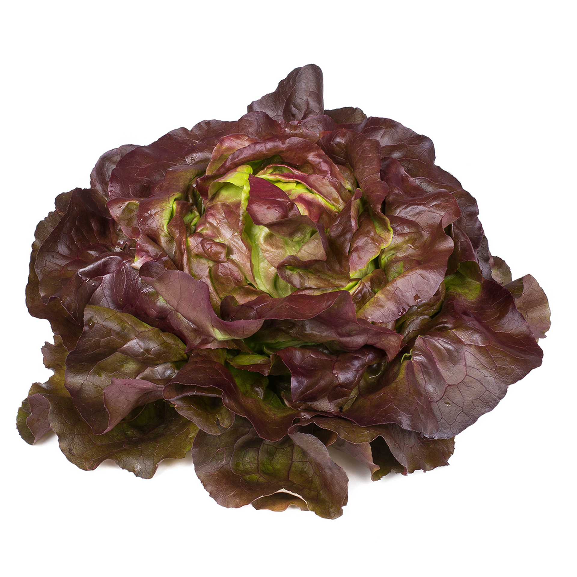 Kopfsalat rot - Salatpflanzen Schale 12er