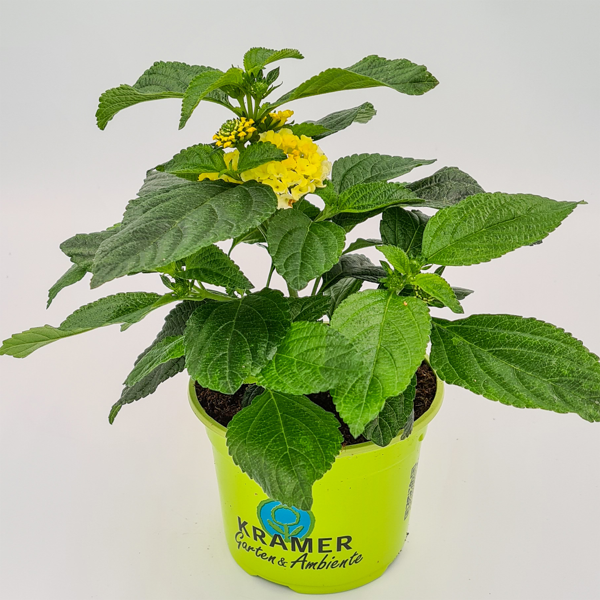 Wandelröschen - Lantana Gem 'Compact Yellow Diamant', 12cm Topf