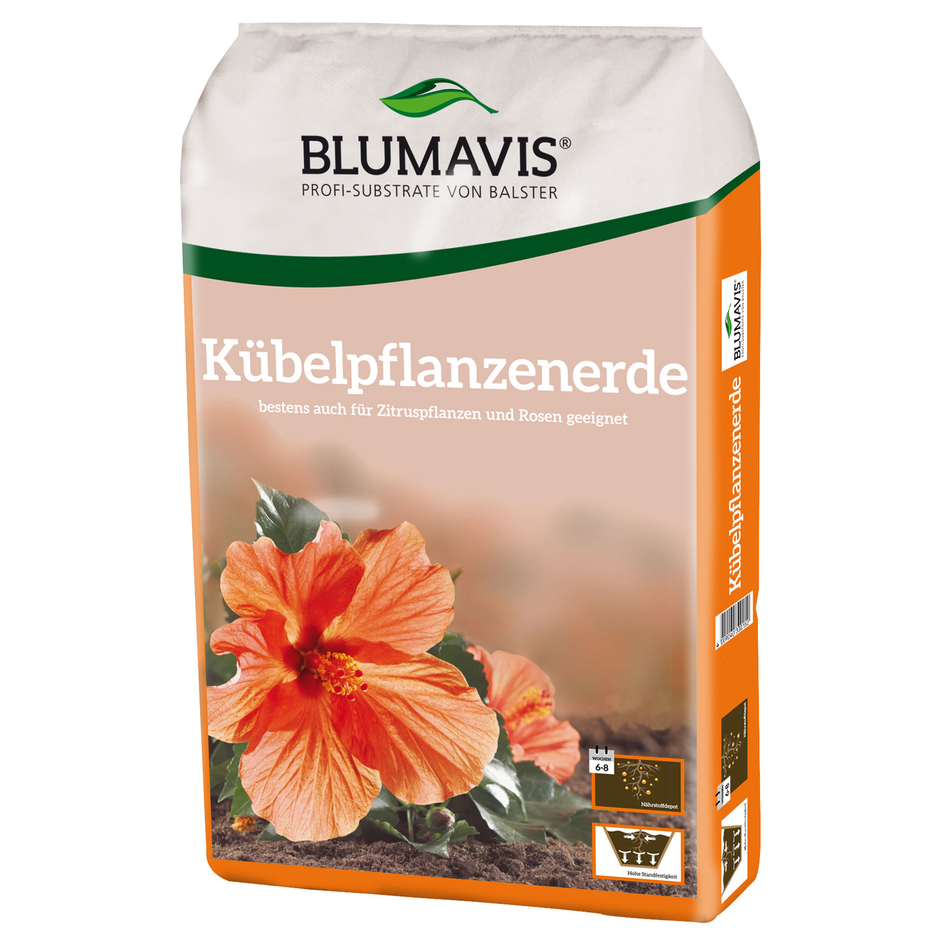 Blume, Pflanze, Hibiskus