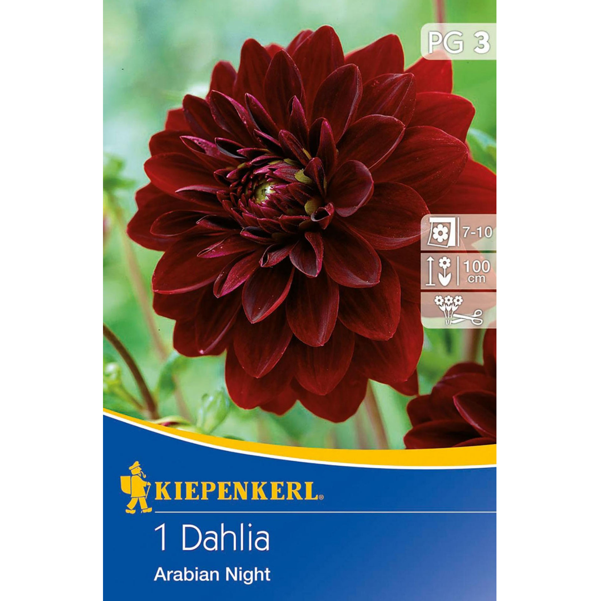 Blumenzwiebeln Seerosen-Dahlie Blumenbeet