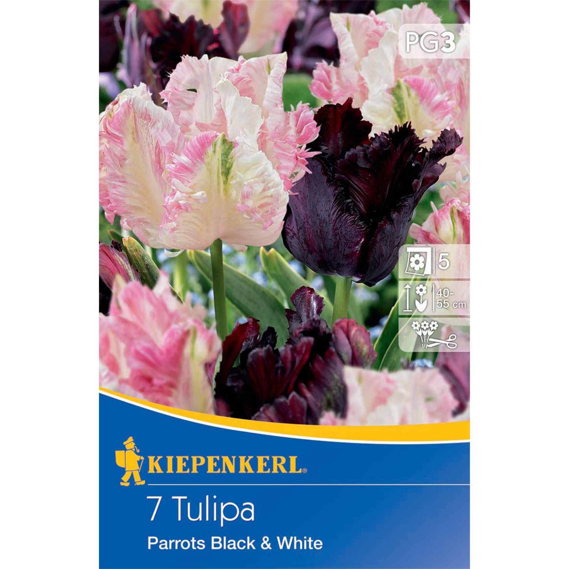 Tulpe 'Parrots Black & White', Blumenzwiebeln