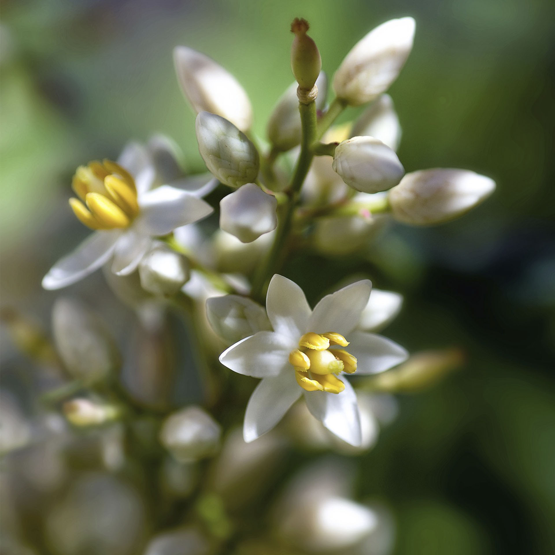 weiße Blüten an Zweig vom Himmelsbambus Obsessed