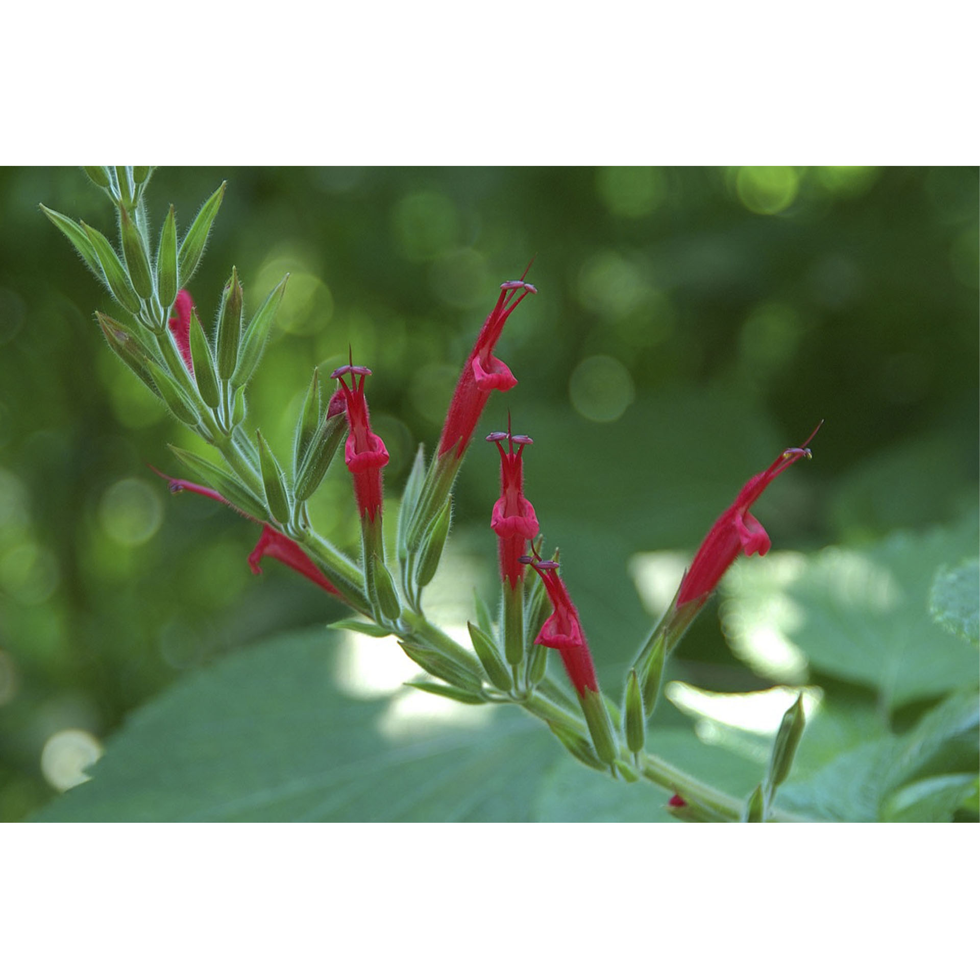 BIO Ananas-Salbei - Salvia rutilans, 12cm Topf 