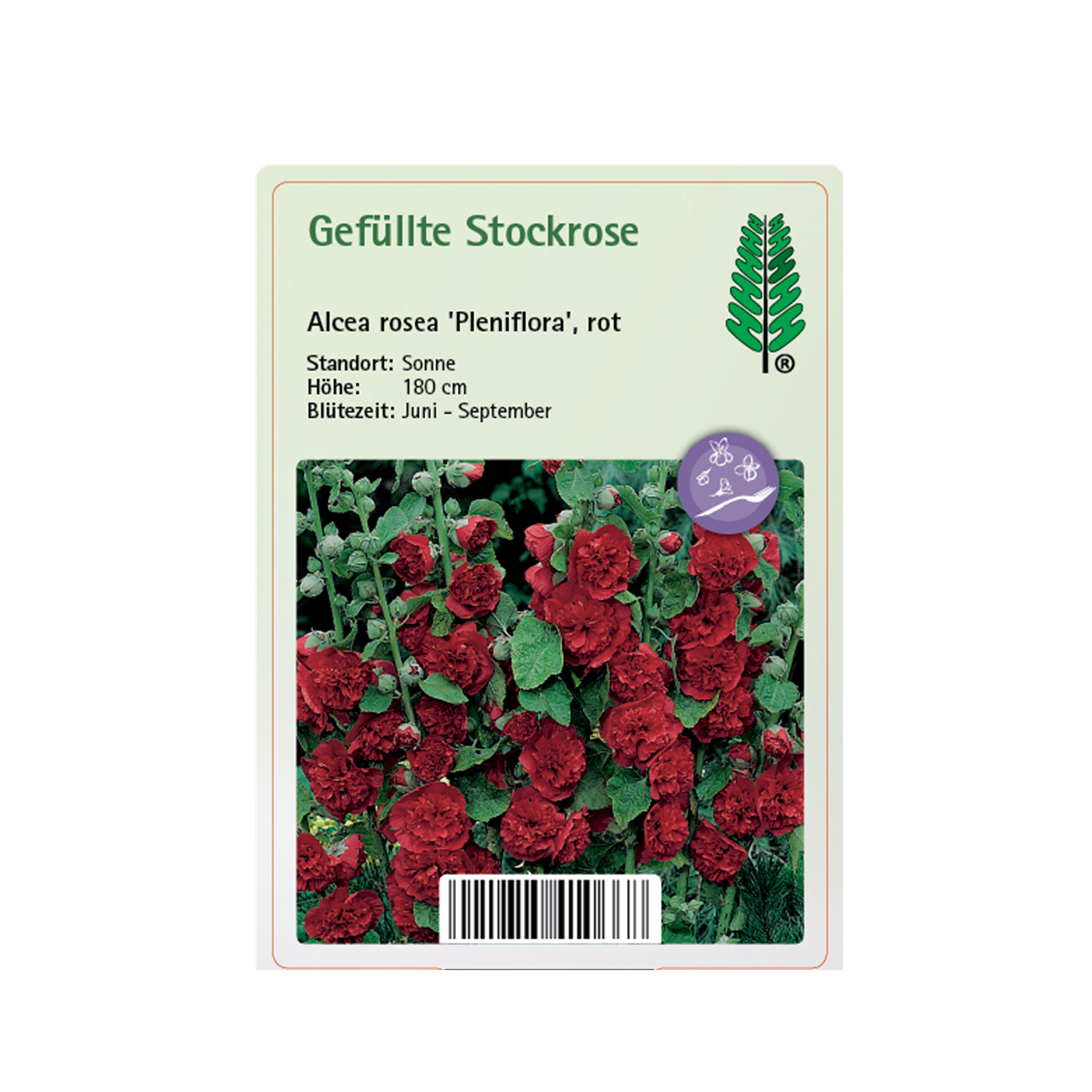 Gefüllte Stockrose - Alcea rosea 'Pleniflora' rot, 11cm Topf