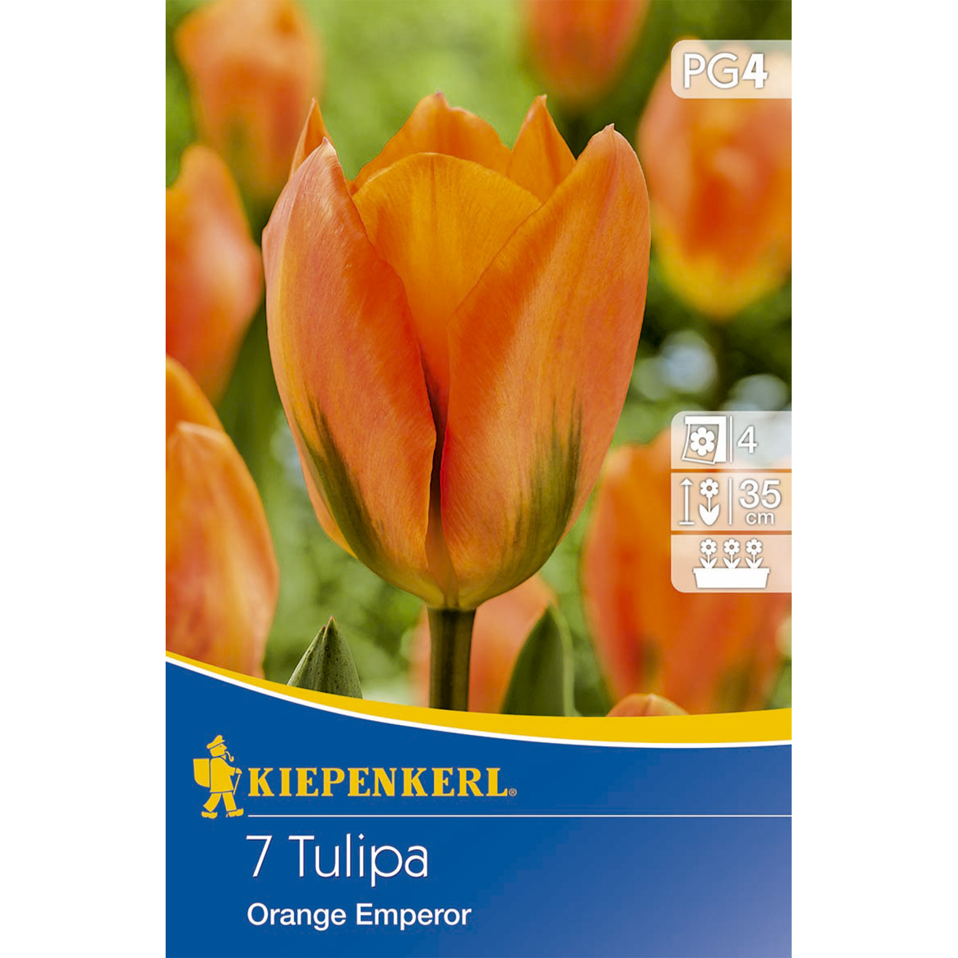 Tulpe mit leuchtend orangefarbenen Blüten