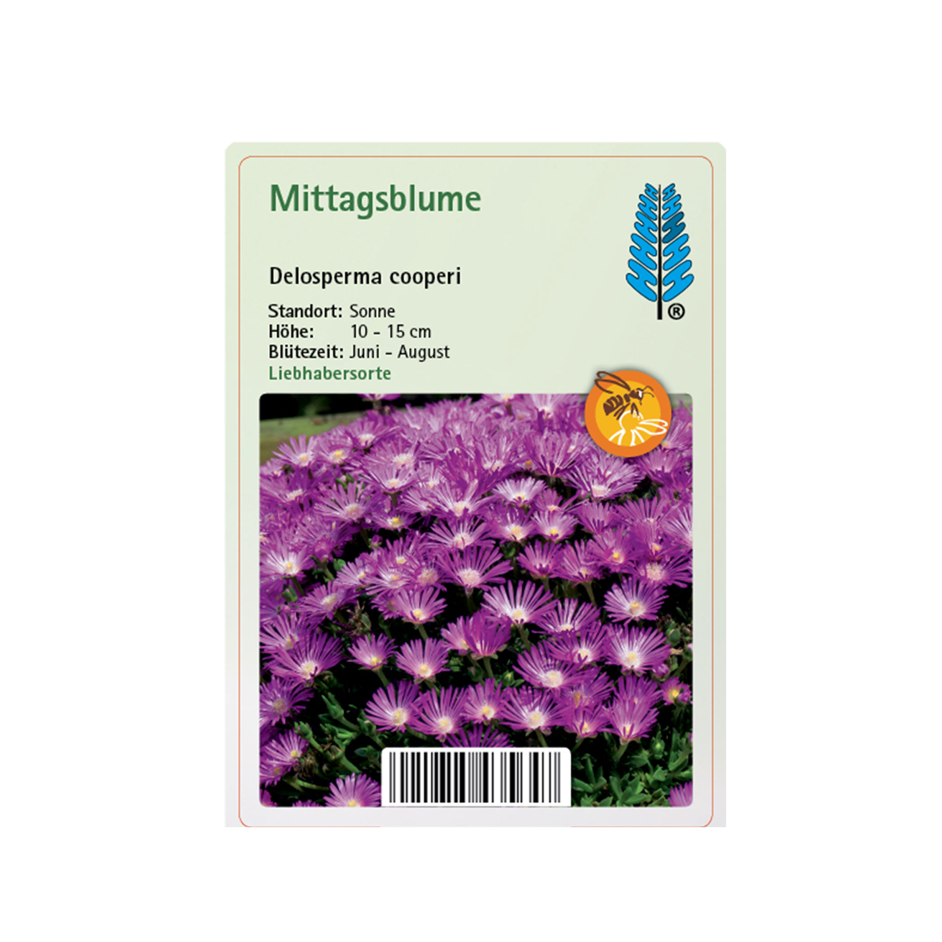 Mittagsblume - Delosperma cooperi, 9cm Topf