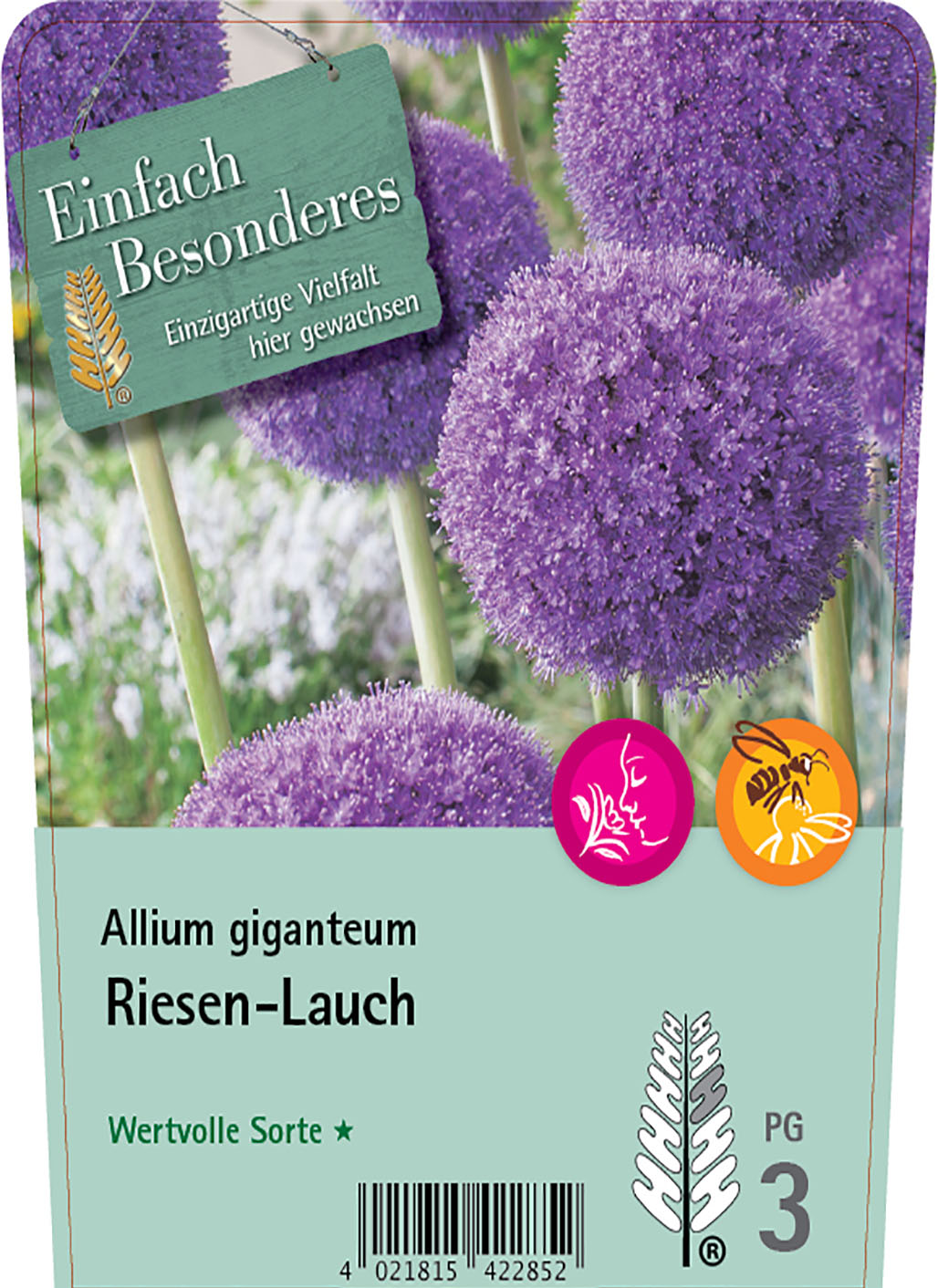 Riesen-Lauch - Allium giganteum 'Ambassador'®, C2
