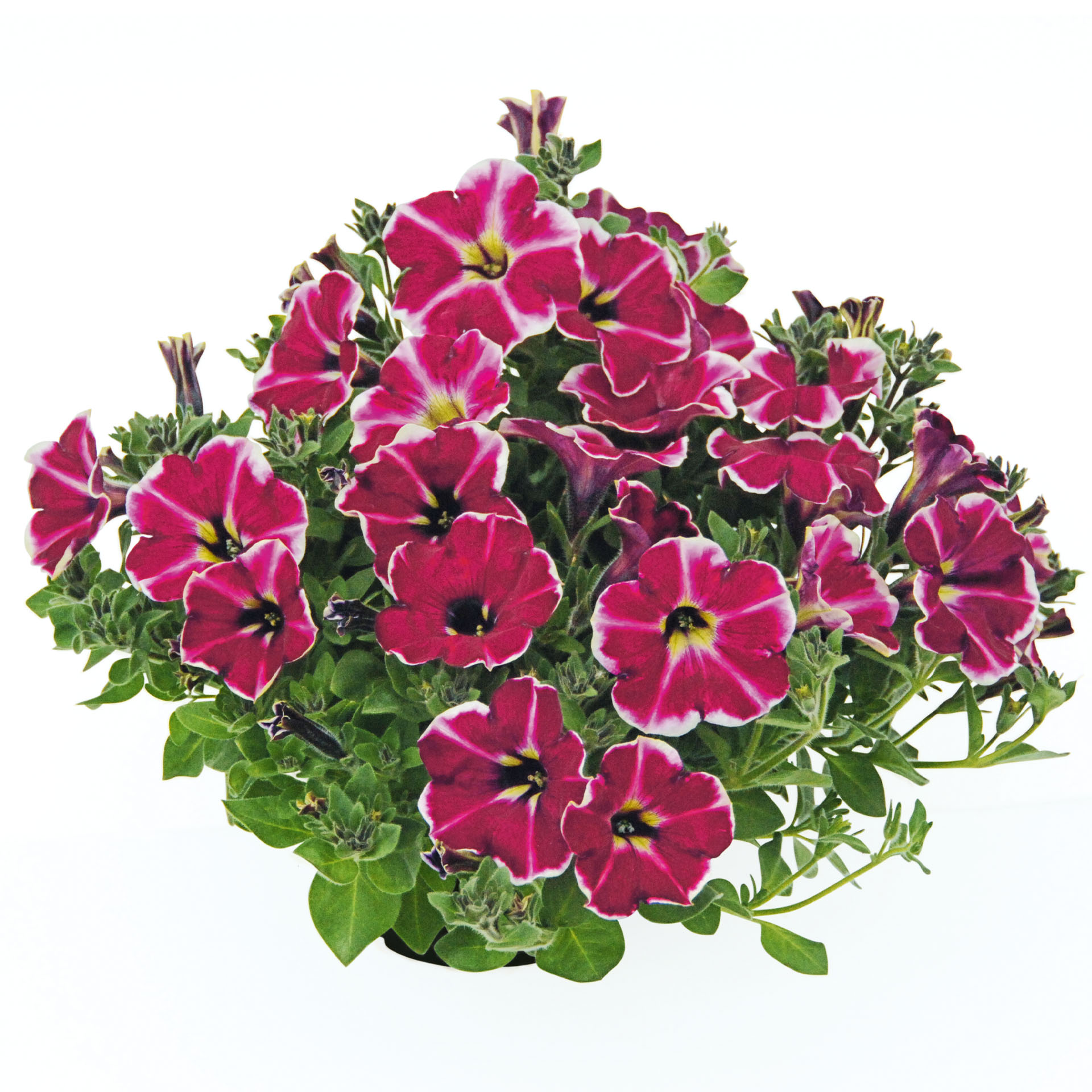 Petunie - Petunia 'Cranberry Blast', 12cm Topf