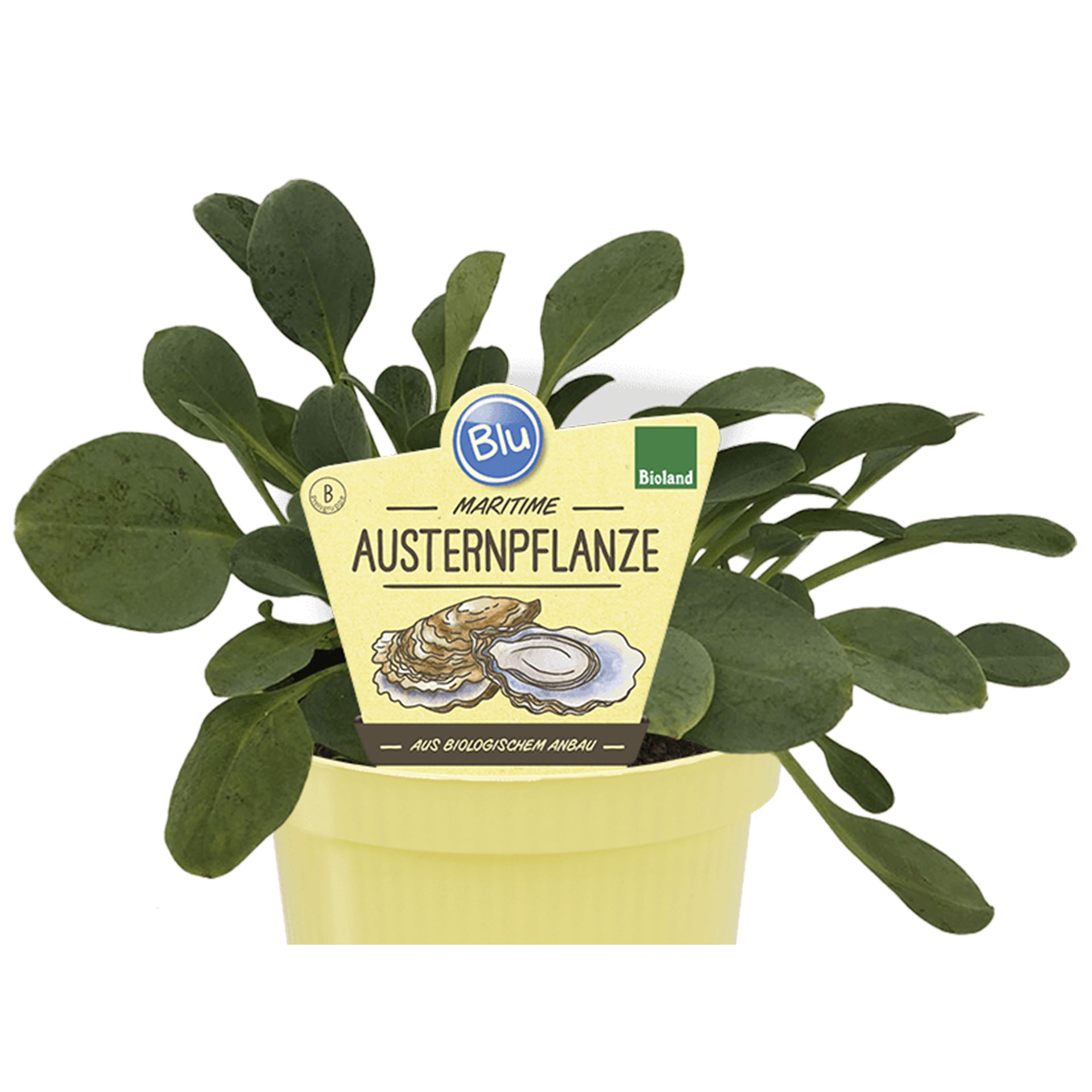 Pflanztopf mit BIO Austernpflanze und Pflanzenstecker