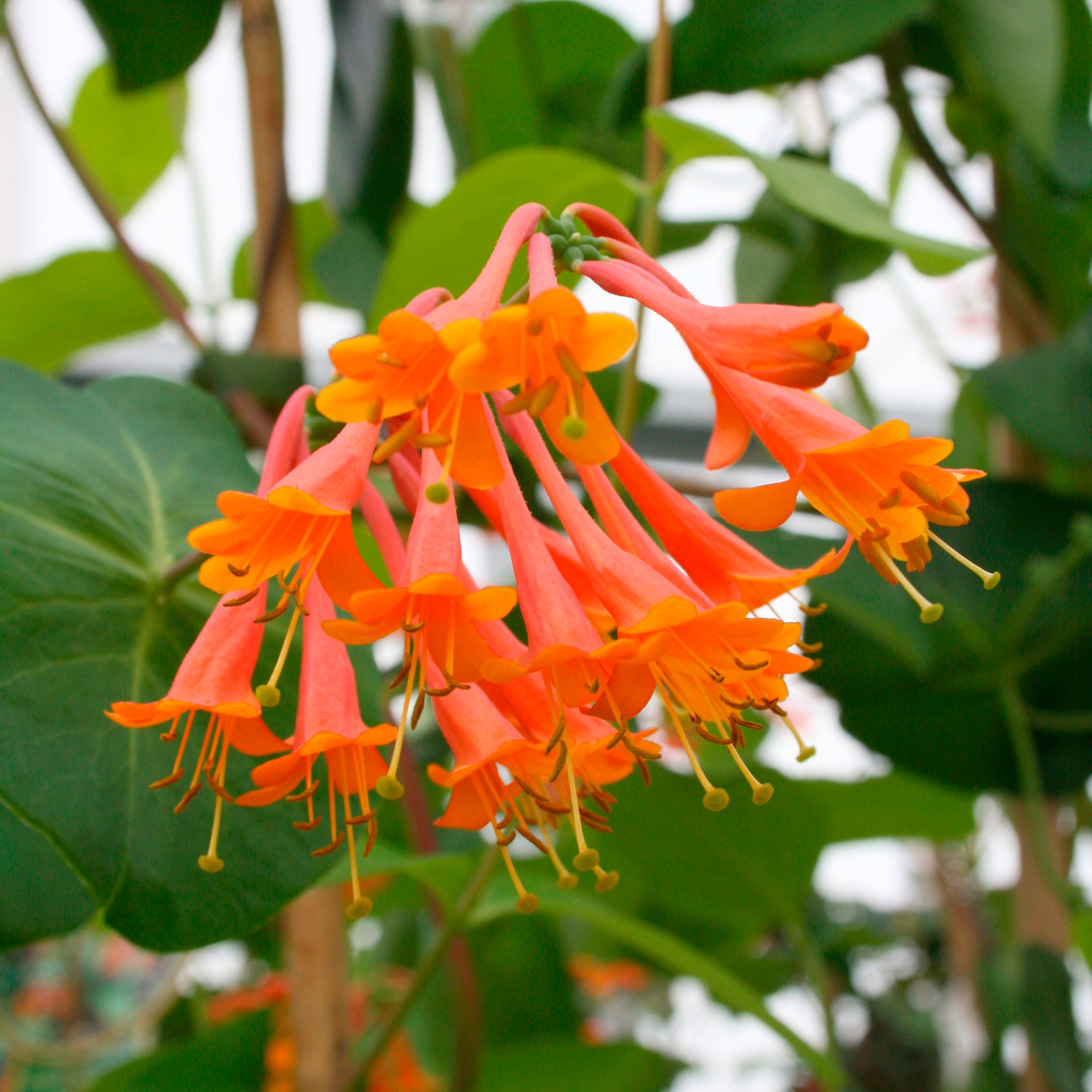 Geißblatt - Lonicera brownii 'Dropmore Scarlet', C2eck 40-60cm