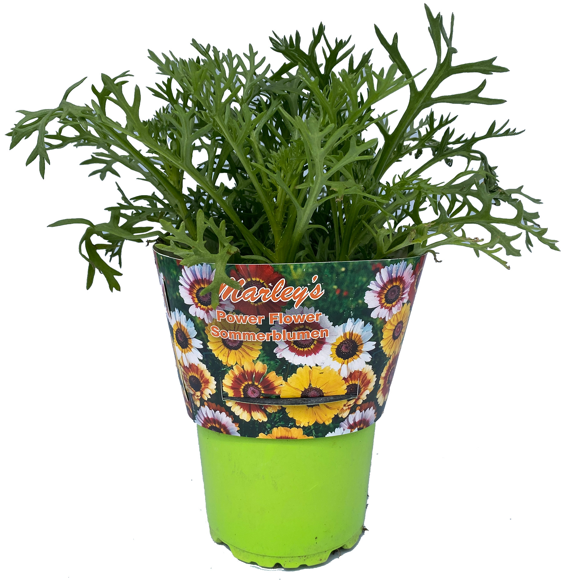 Herbst-Chrysantheme - Chrysanthemum indicum 'Marley's Farbmix', 12cm Topf