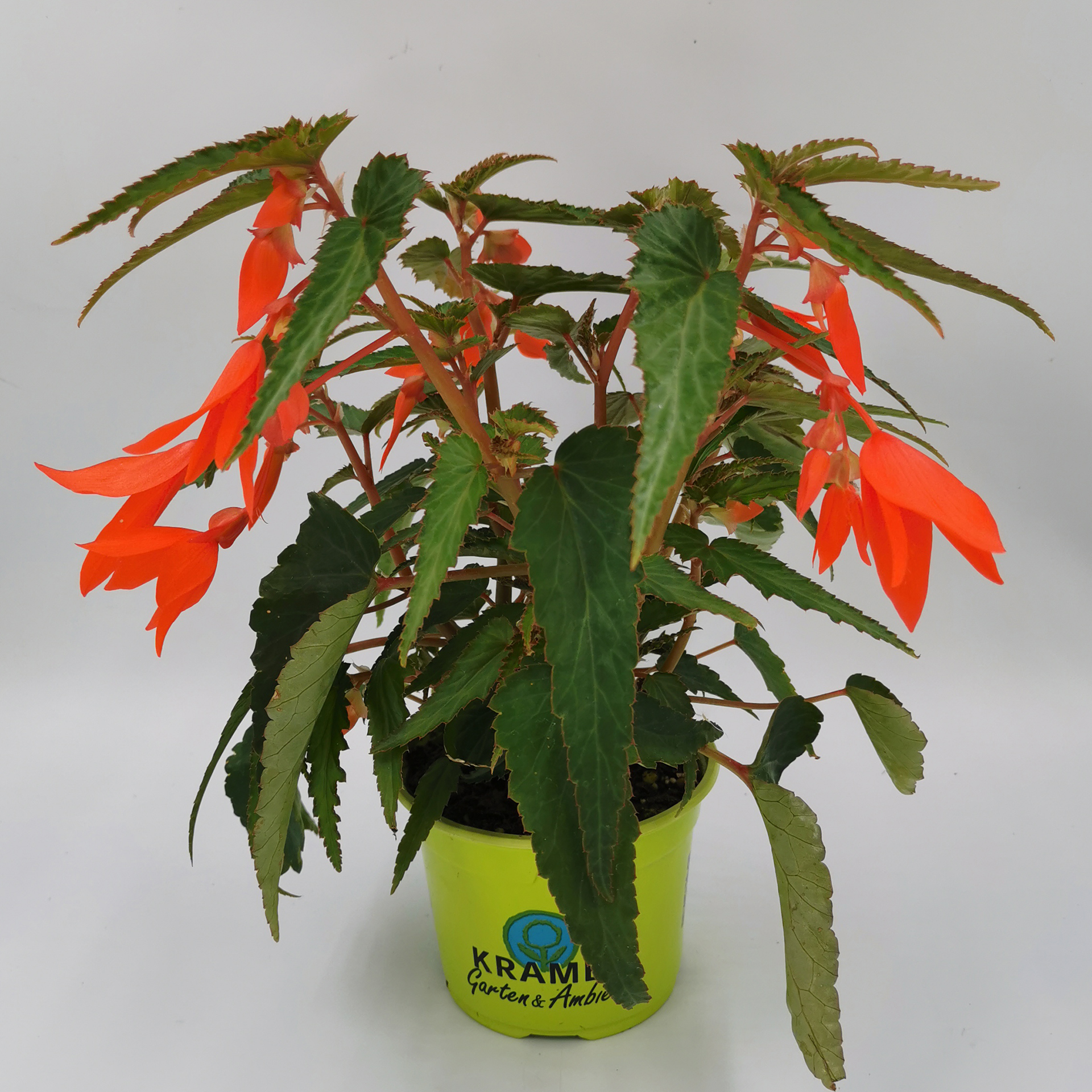 Hängebonie Summerwings Orange mit orangen Blüten im Pflanztopf